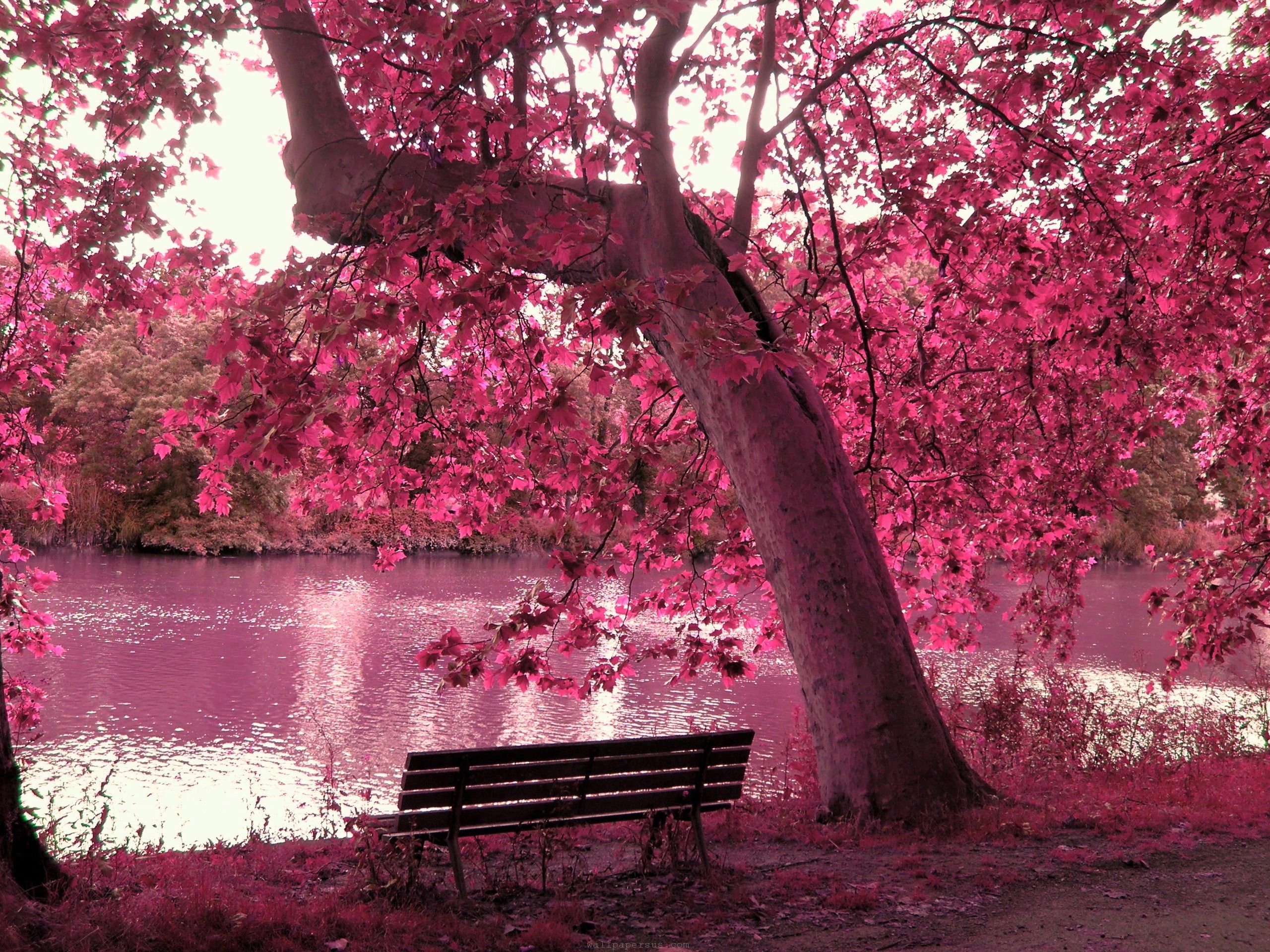 All In Pink, beautiful, bench, lake, nature, pink, tree Wallpaper
