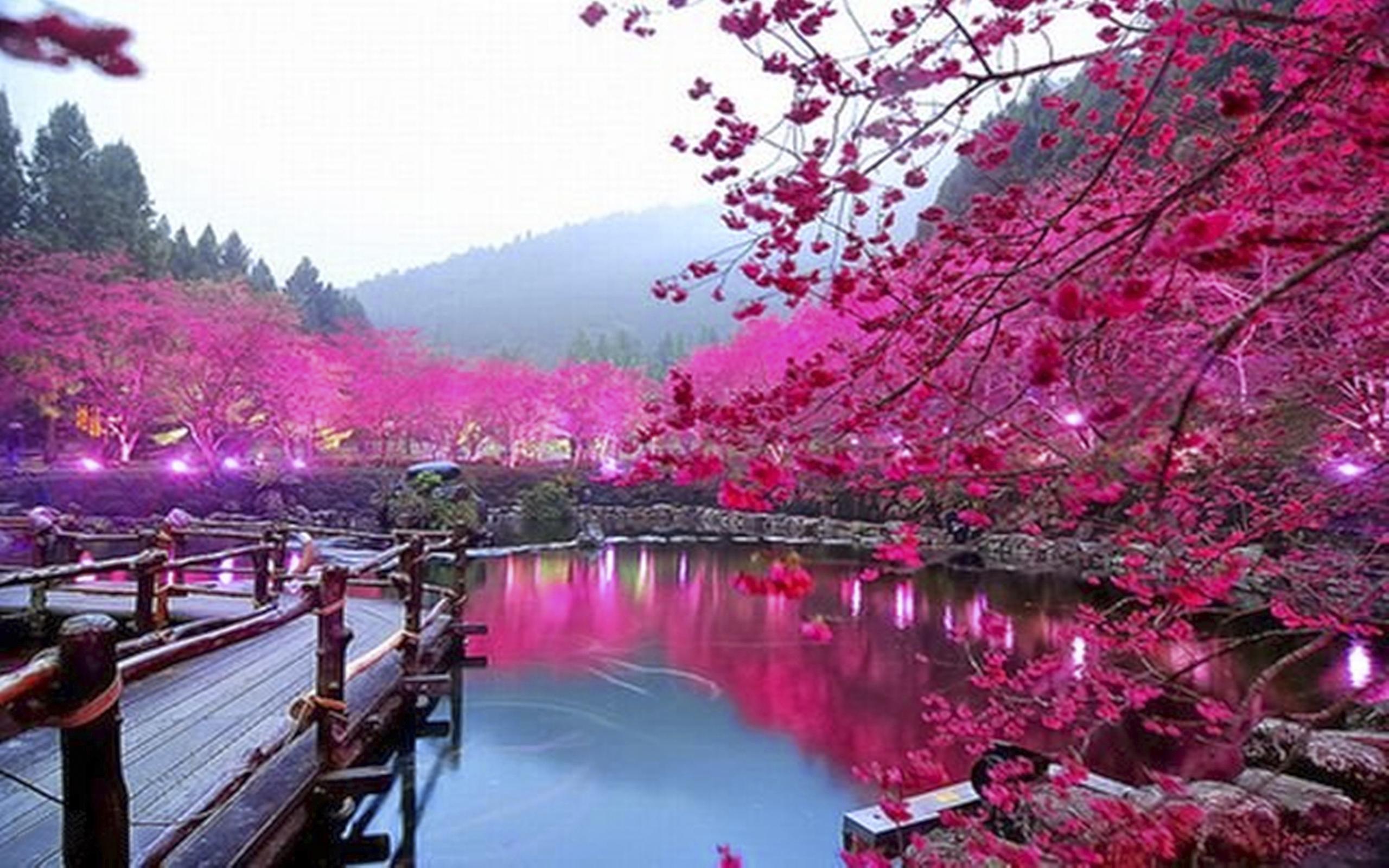 Pink Color, Lake, Trees, Bridge, HD Wallpaper 000213, Wallpaper13.com