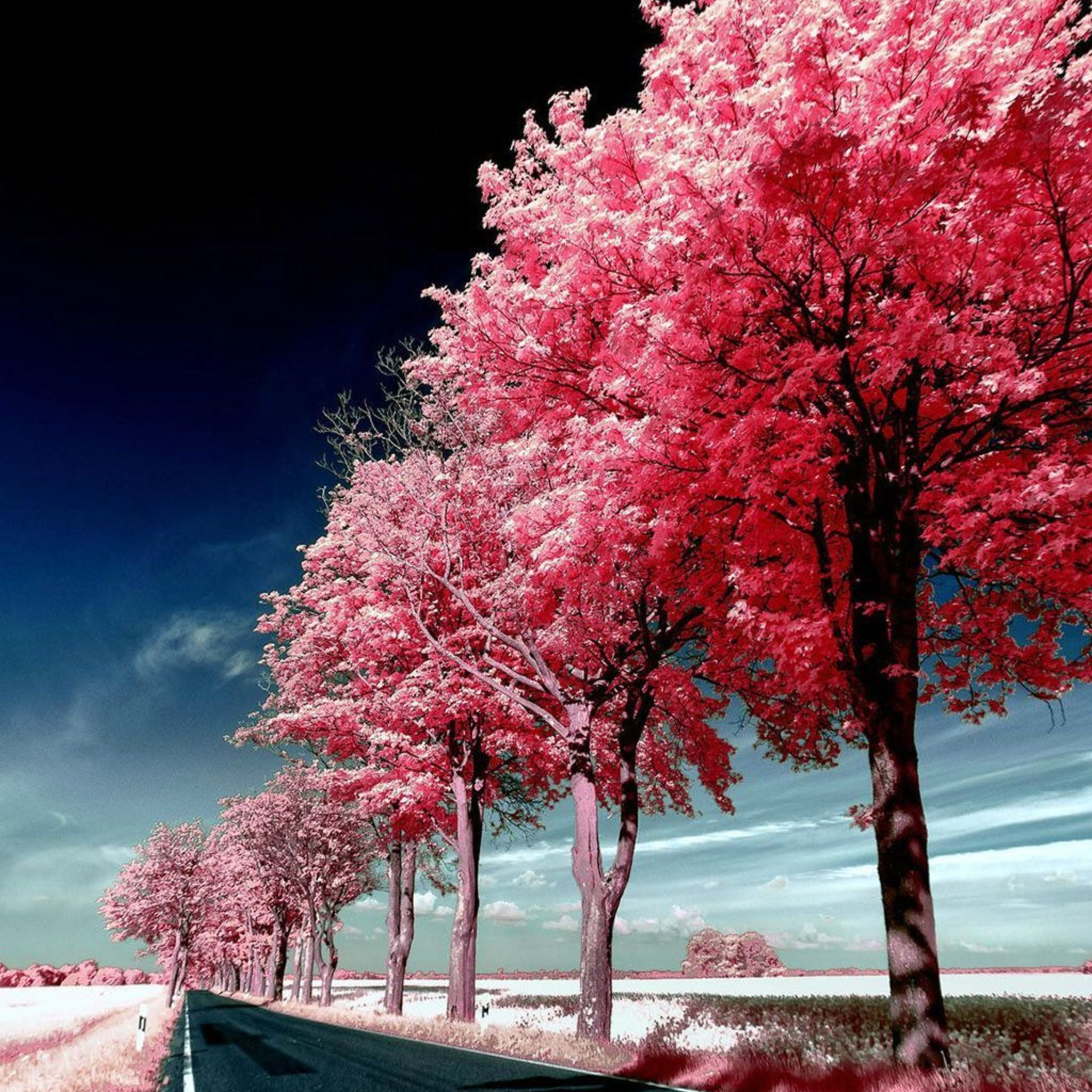 Roadside Pink Trees IPad Air Pro Wallpaper And IPad Mini Wallpaper