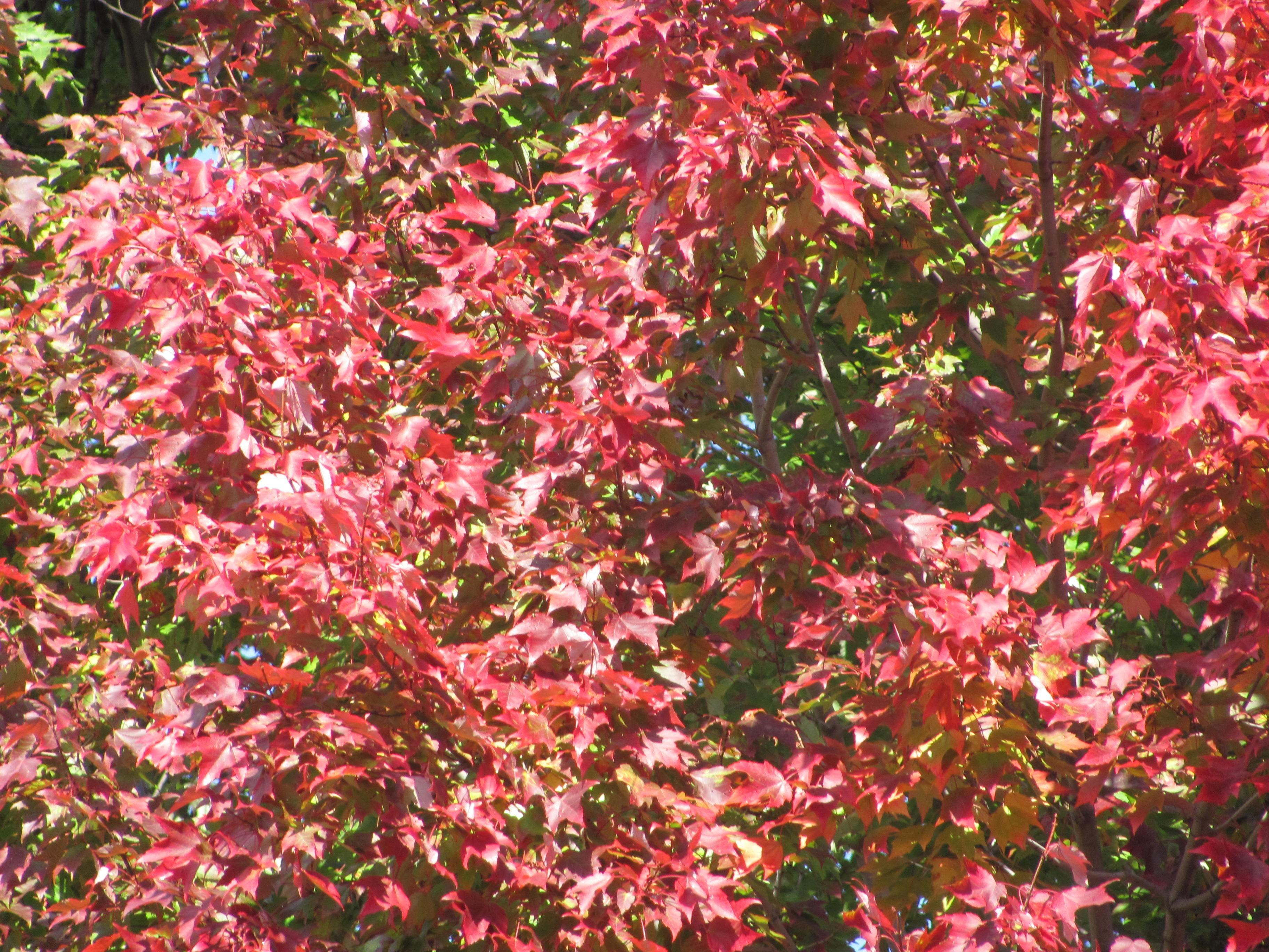 Group of Pink Trees In Fall