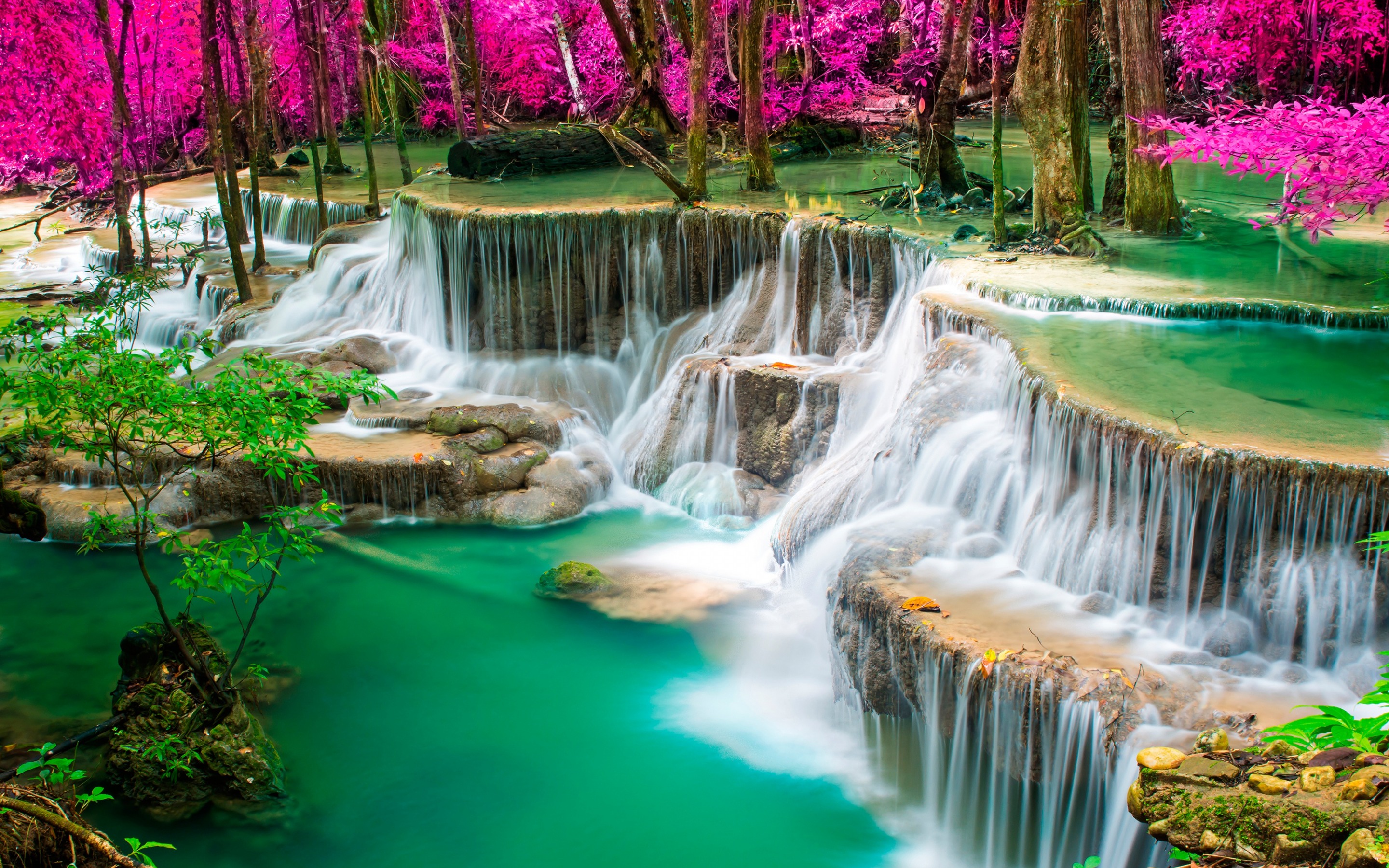 Download wallpaper tropical forest, pink trees, lake, Thailand