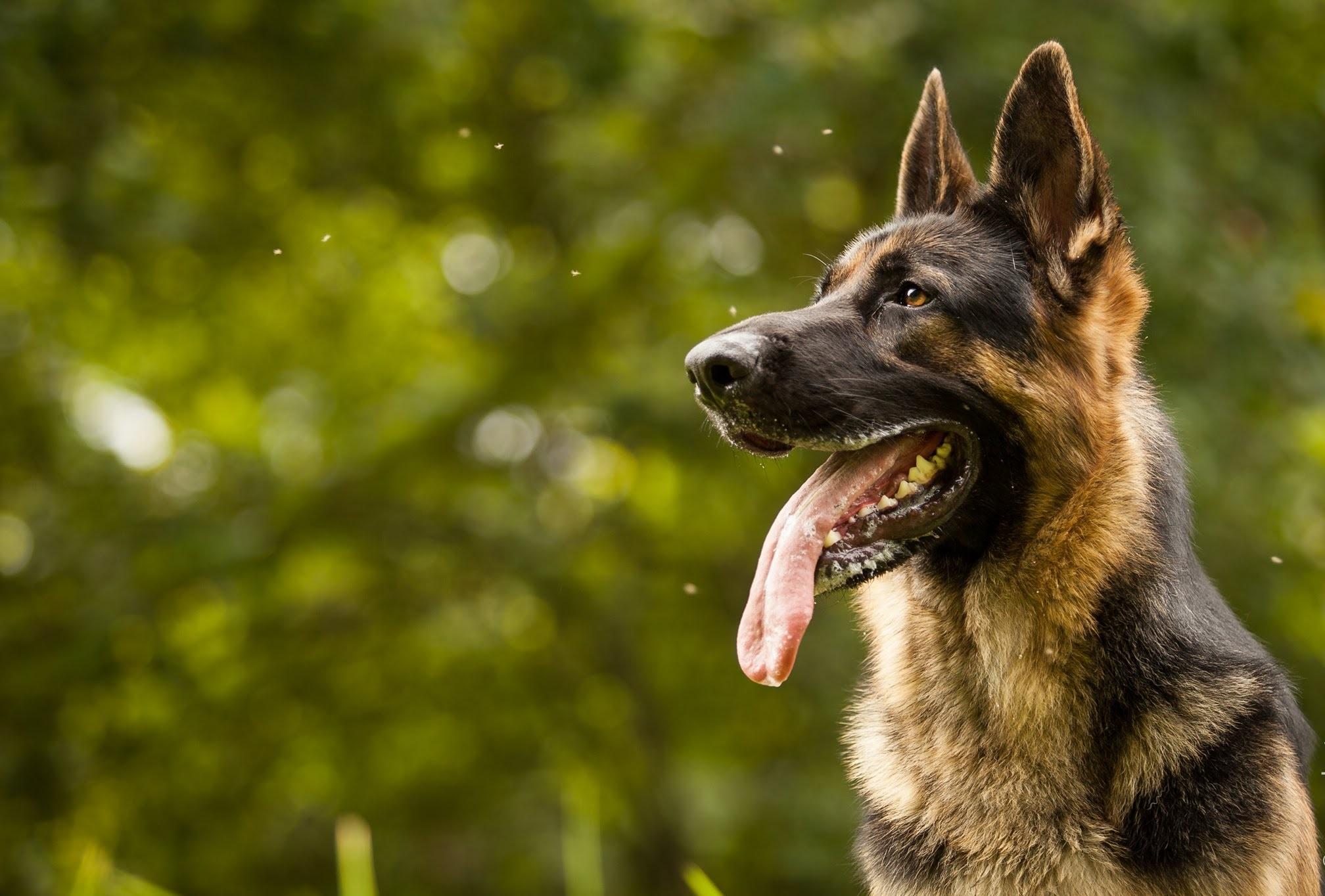 German Shepherd Dog Breed Information & Photo Gallery