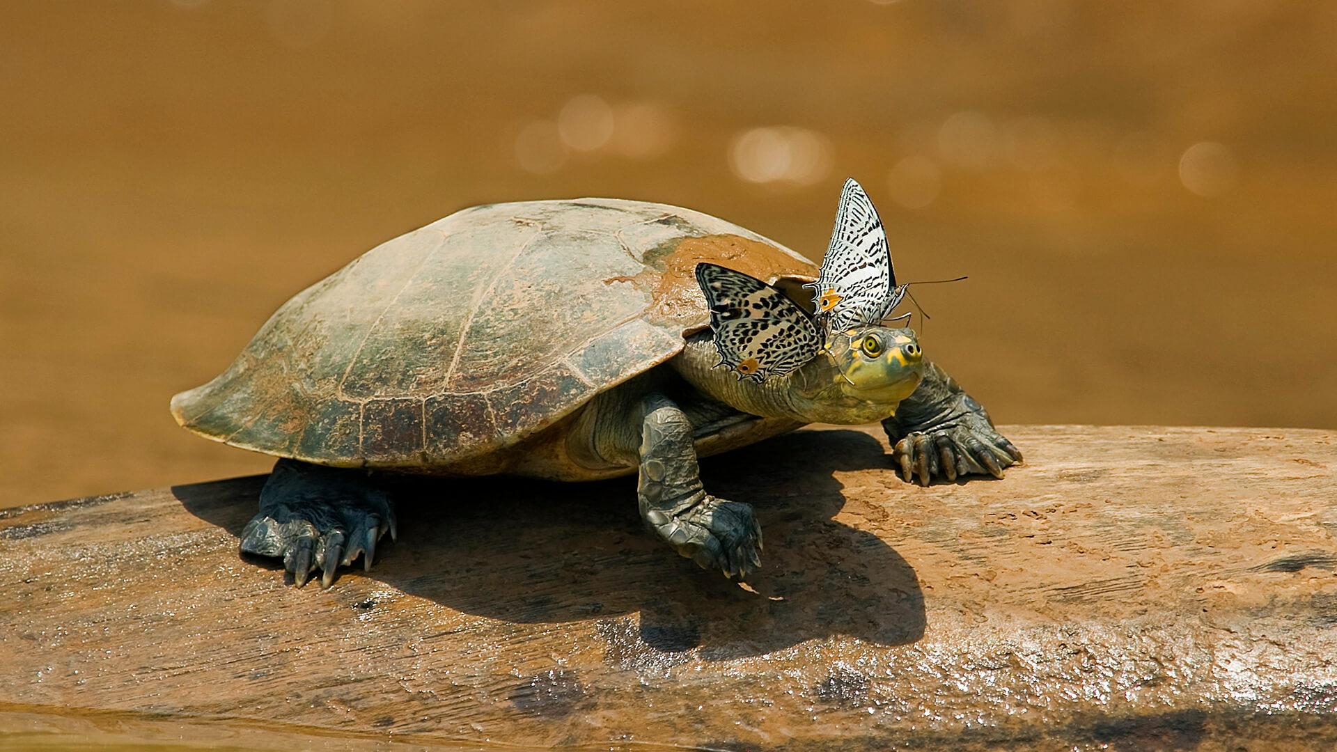 African Sidneck Turtle Wallpapers - Wallpaper Cave