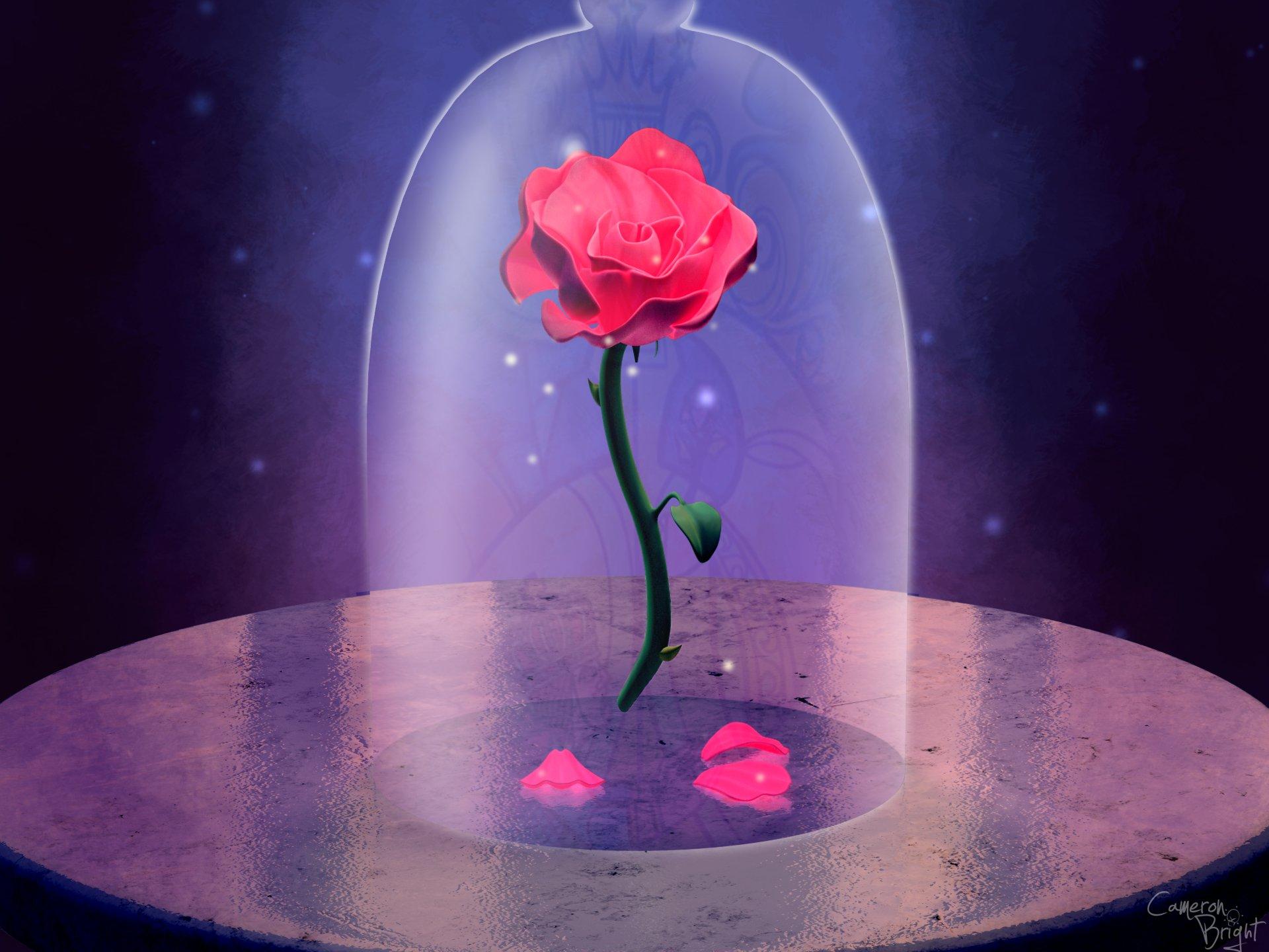 Beauty And The Beast Rose Wallpapers Wallpaper Cave
