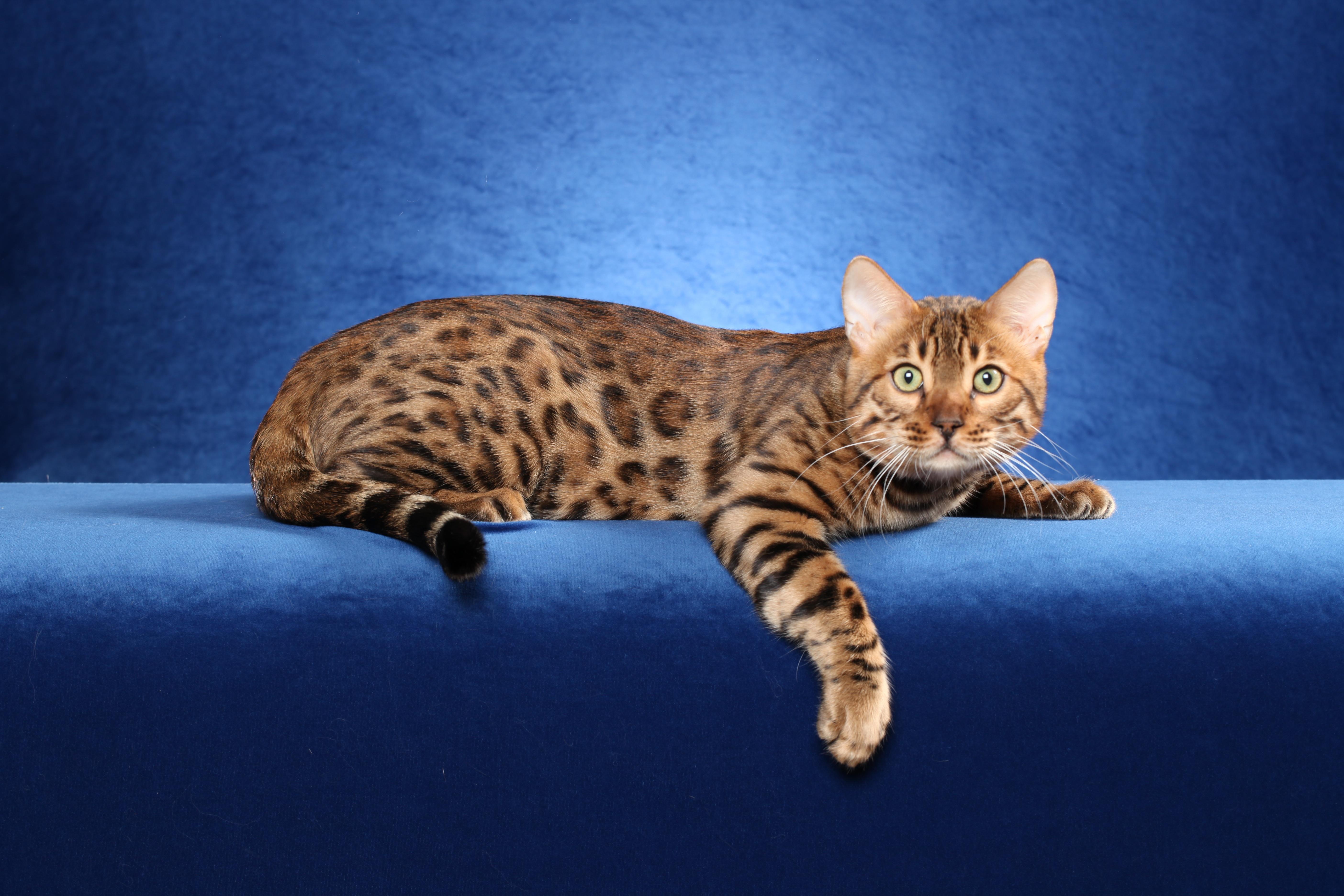 Bengal Cat HD Wallpaper, Background Image