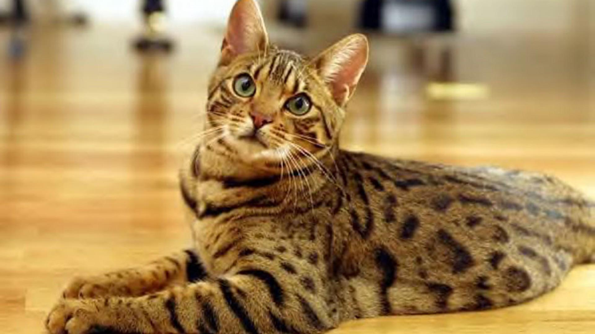 Bengal Cat