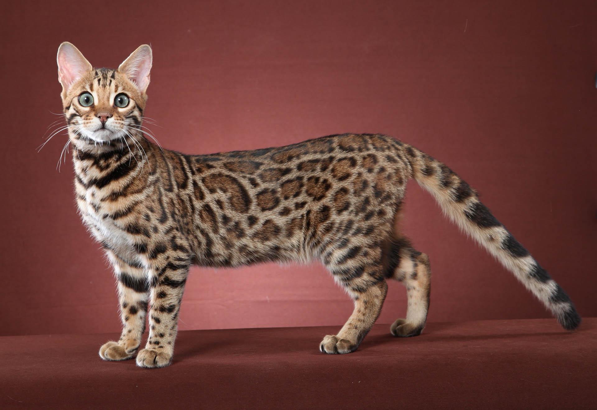 Bengal Kittens Wallpapers Wallpaper Cave