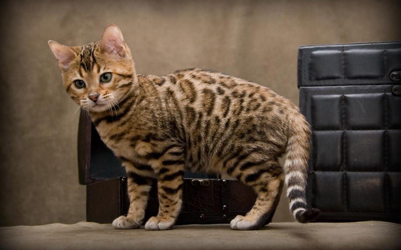 Baby Bengal Cat HD Wallpaper, Background Image