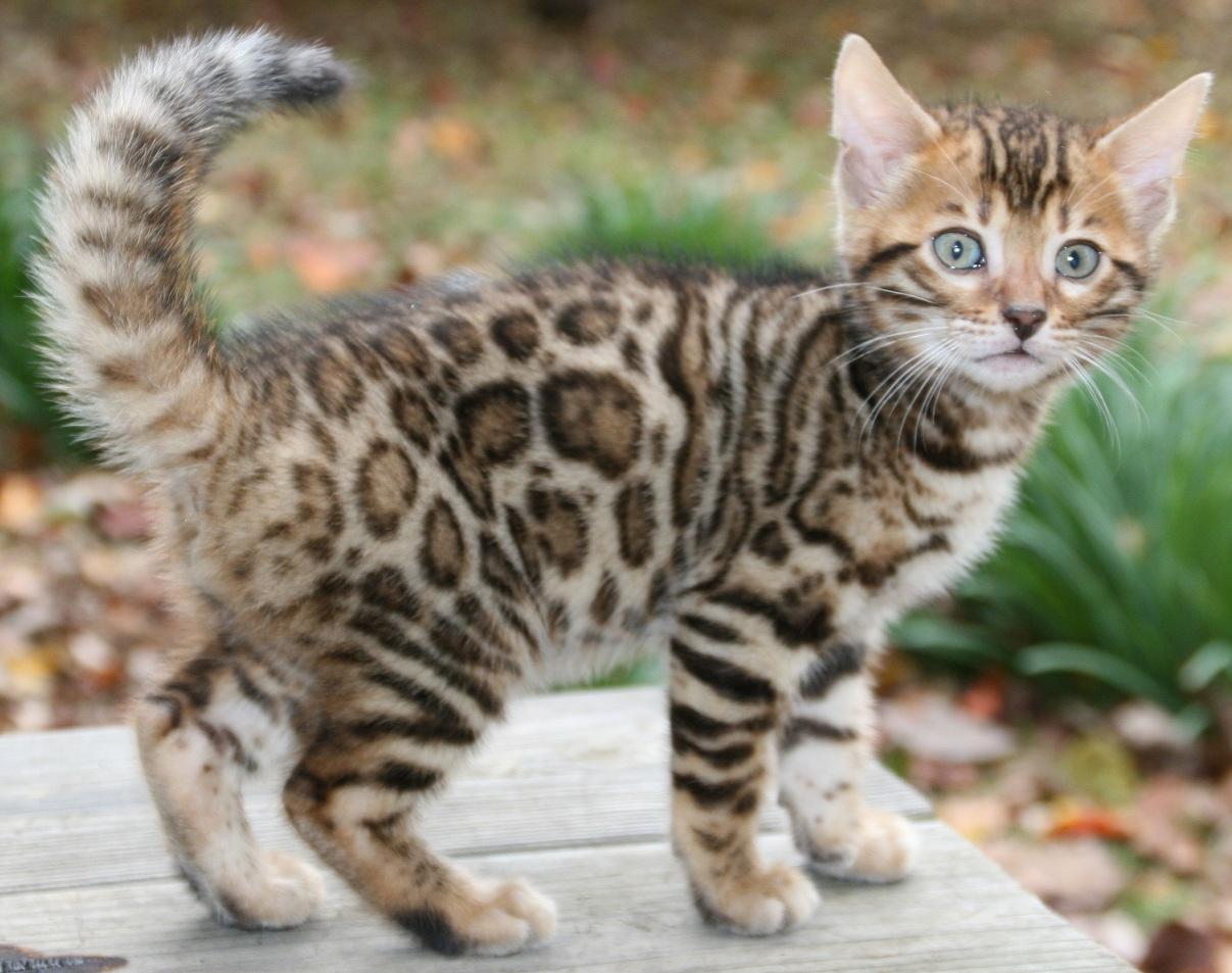 spotted tabby bengal
