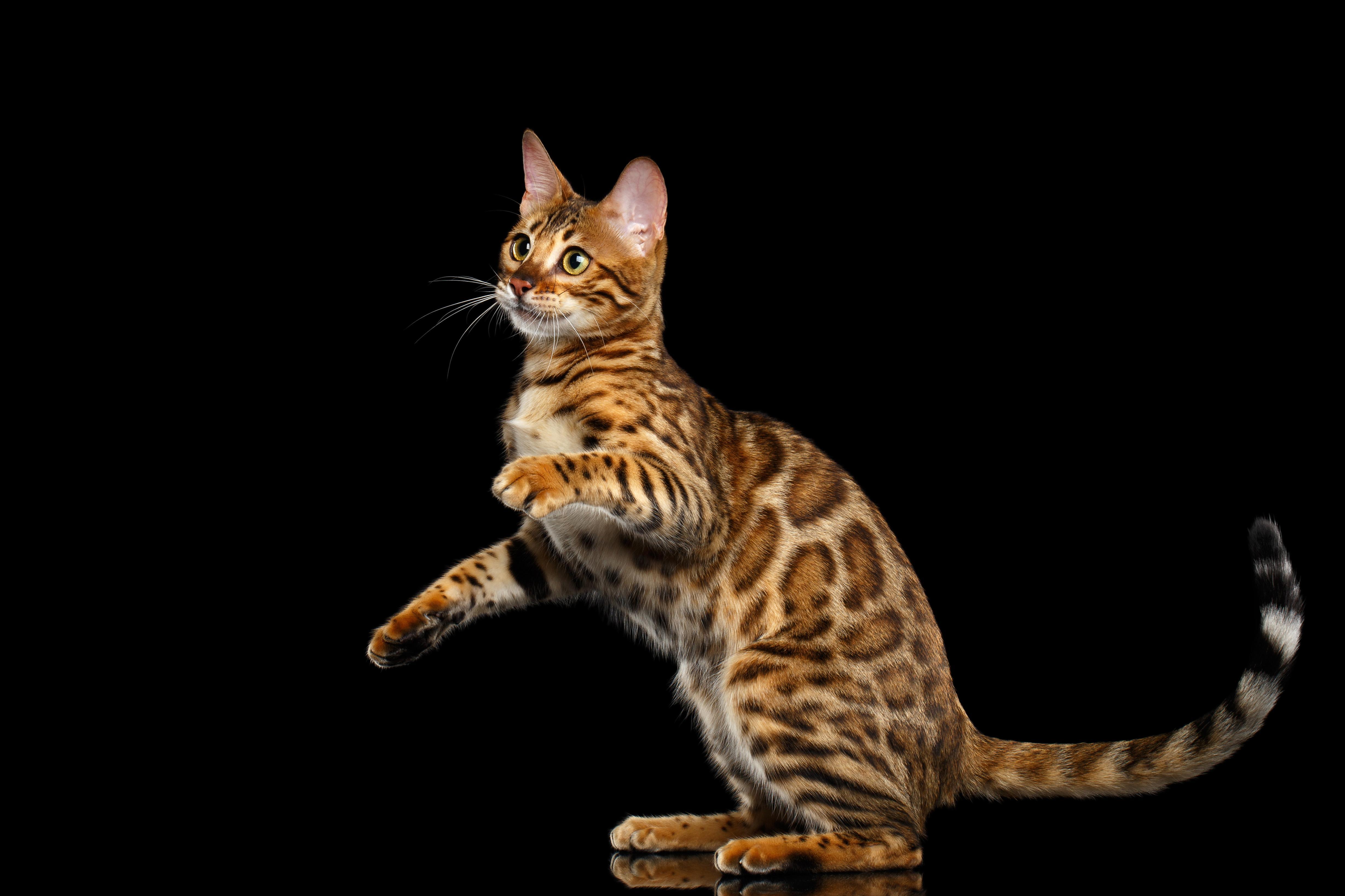 Beautiful Bengal cat on a black background wallpaper and image