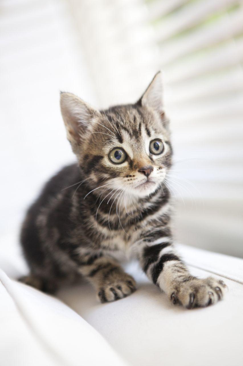 OLD ADORABLE KITTENS BENGAL TABBY MIXED BREED. Croydon, Surrey