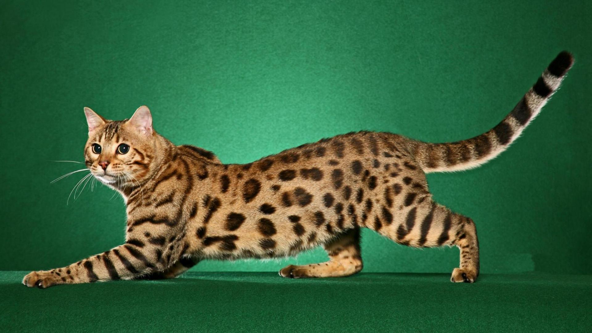 Bengal Cat Picture
