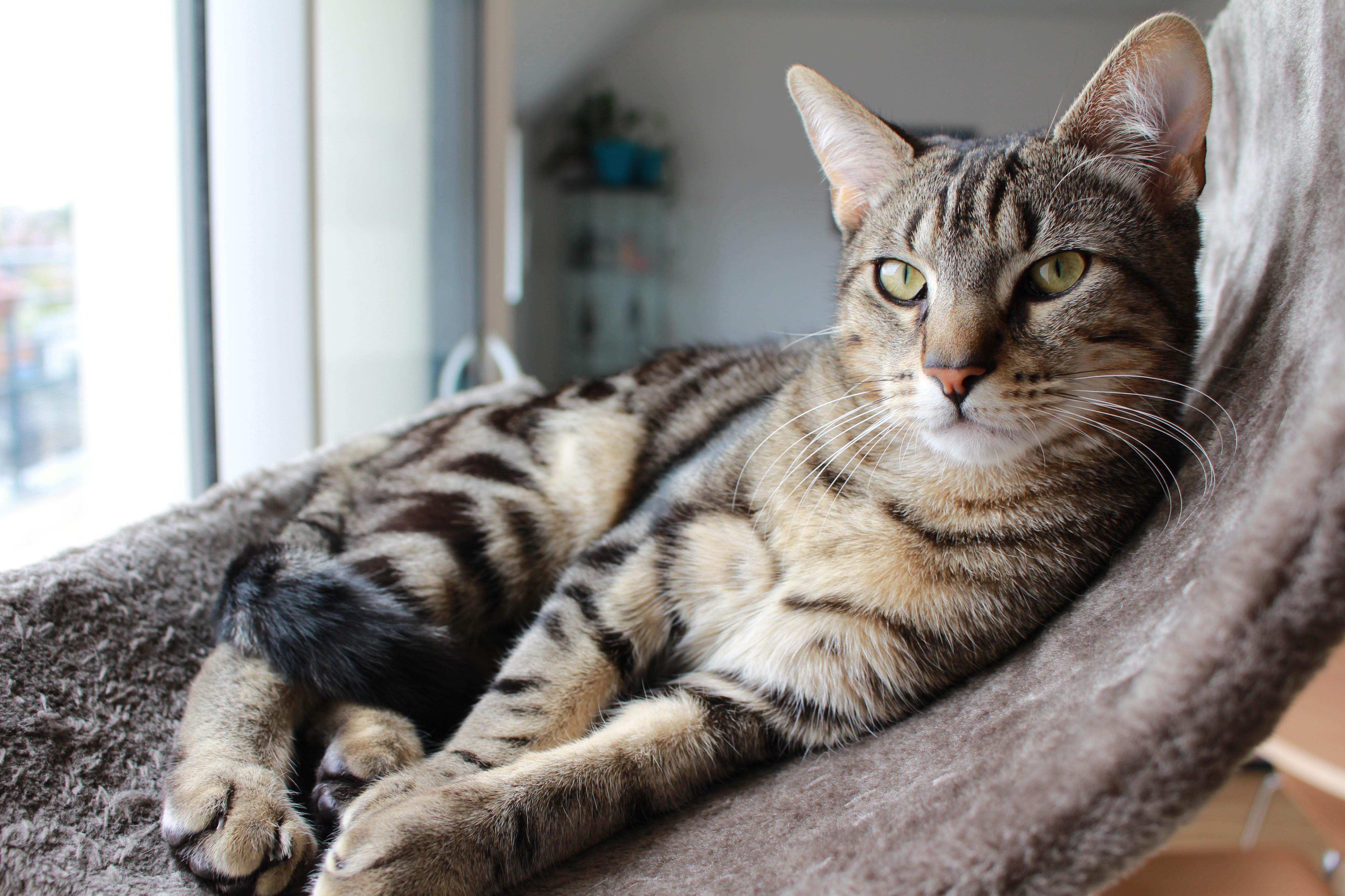 Котов в домашних условиях. Европейская кошка табби. Домашний кот. Полосатый кот. Полосатые коты.