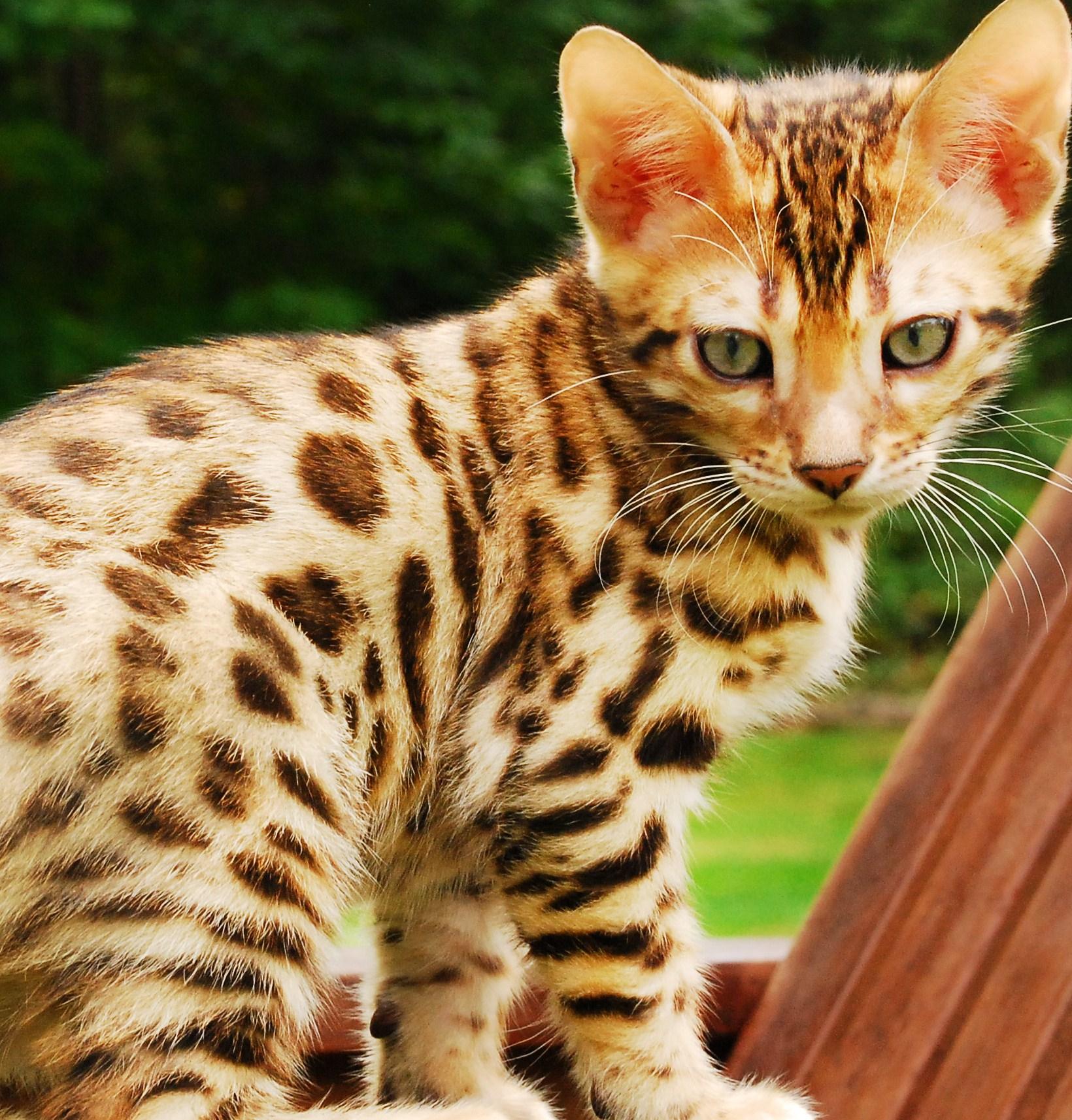 Cute Kittens image bengal kittens HD wallpaper and background