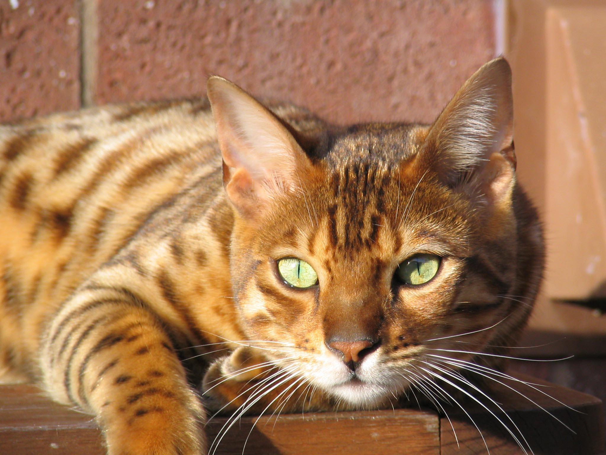 things you should know before getting a bengal cat