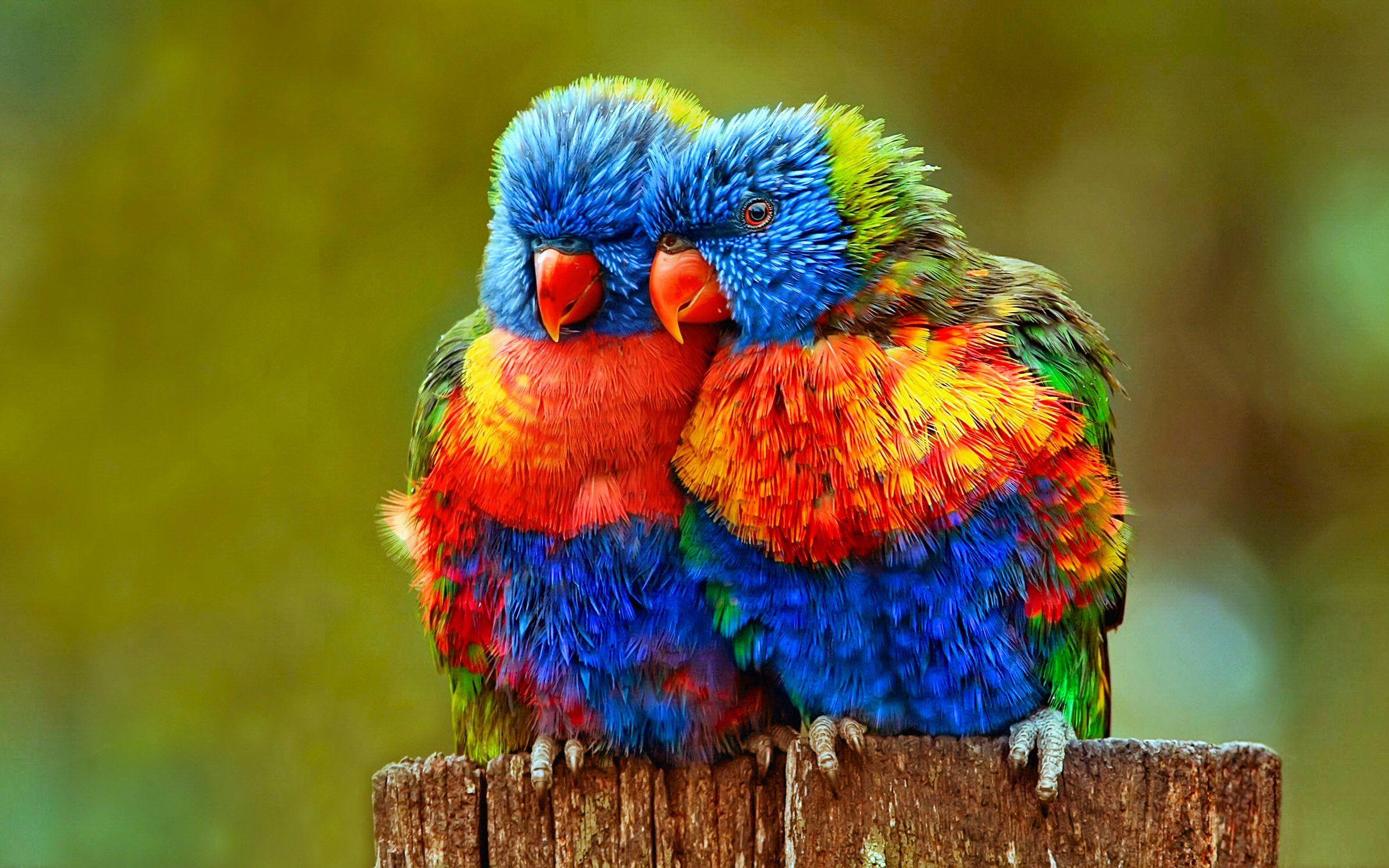 Rainbow Lorikeet HD Wallpaper Background Wallpaper. Indian