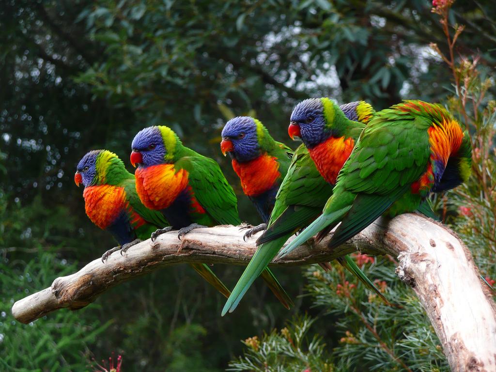 Rainbow Lorikeet Wallpaper 8 X 768