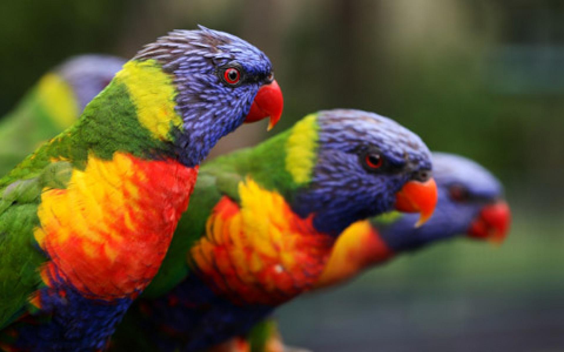 Rainbow Lorikeet HD Wallpaper
