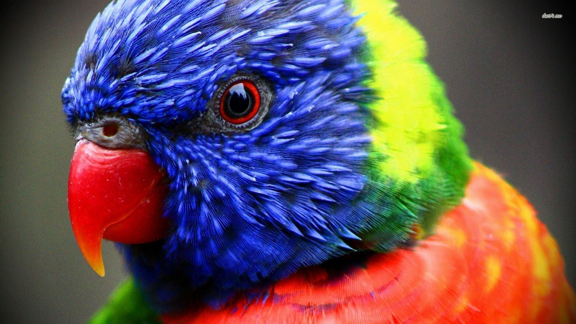 Rainbow Lorikeet Wallpapers - Wallpaper Cave