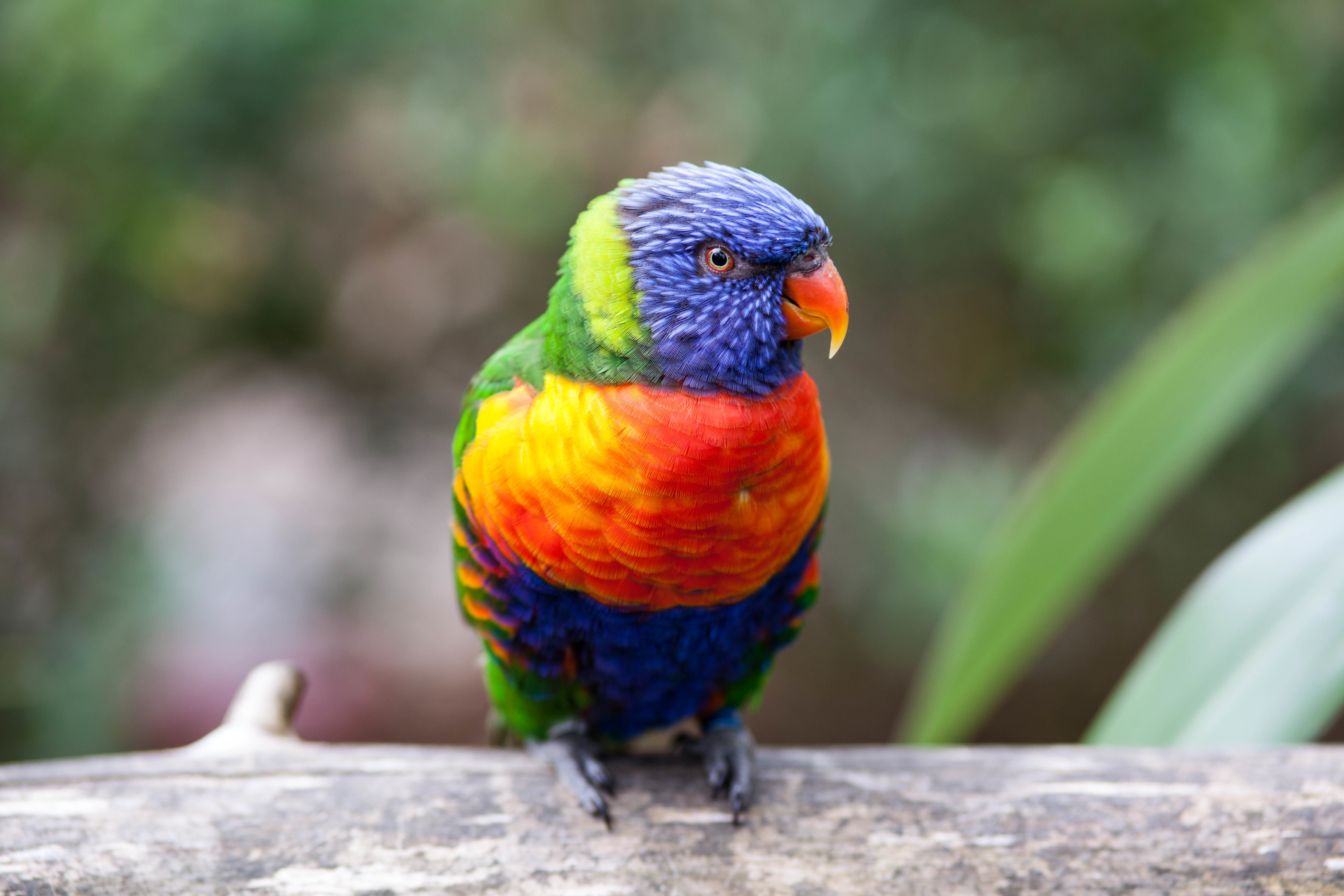 Wallpaper Parrot, Rainbow Lorikeet, 4K, 5K, Animals