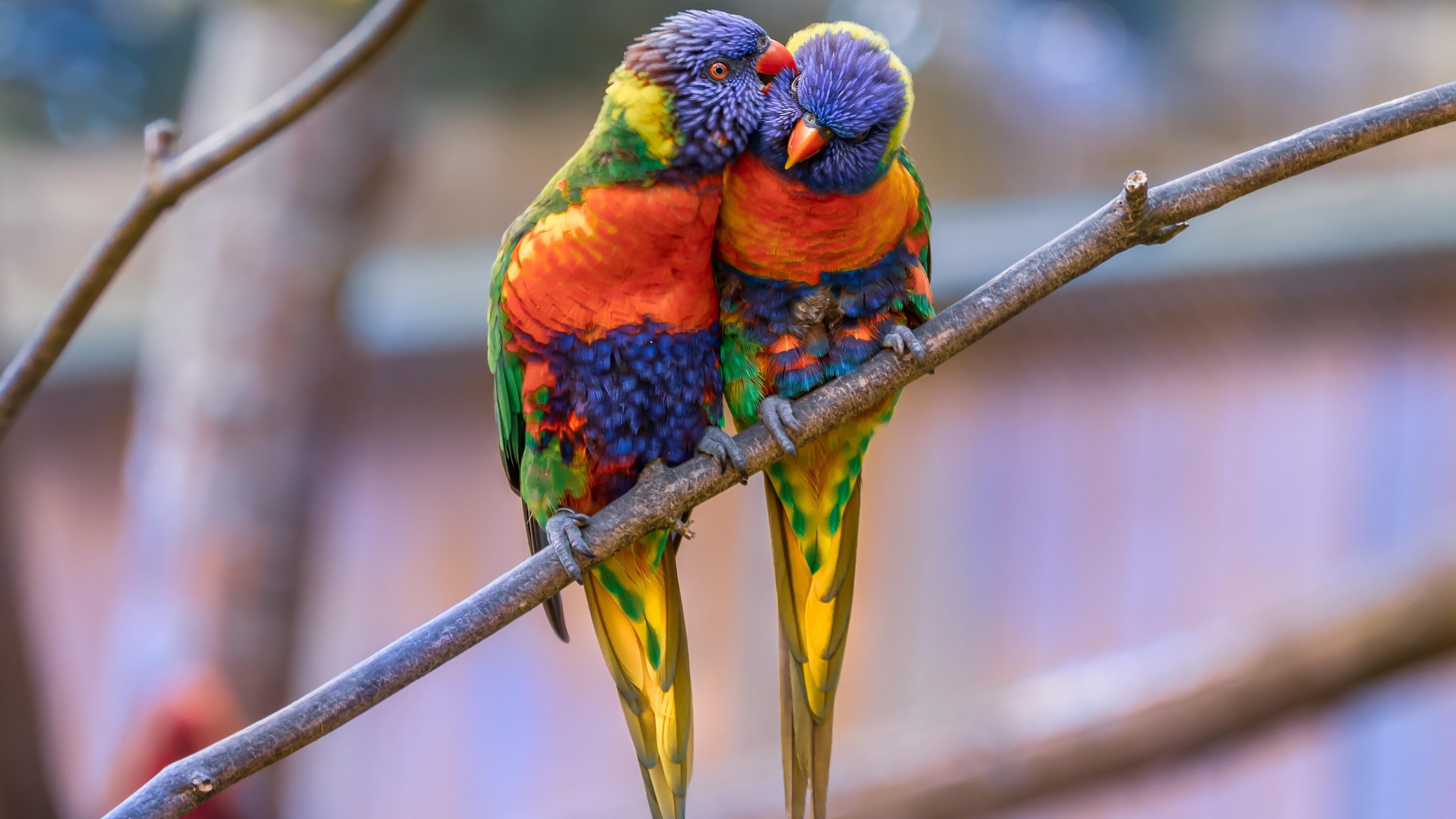 Download 3840x2160 Rainbow Lorikeet Parrots, Branch, Birds