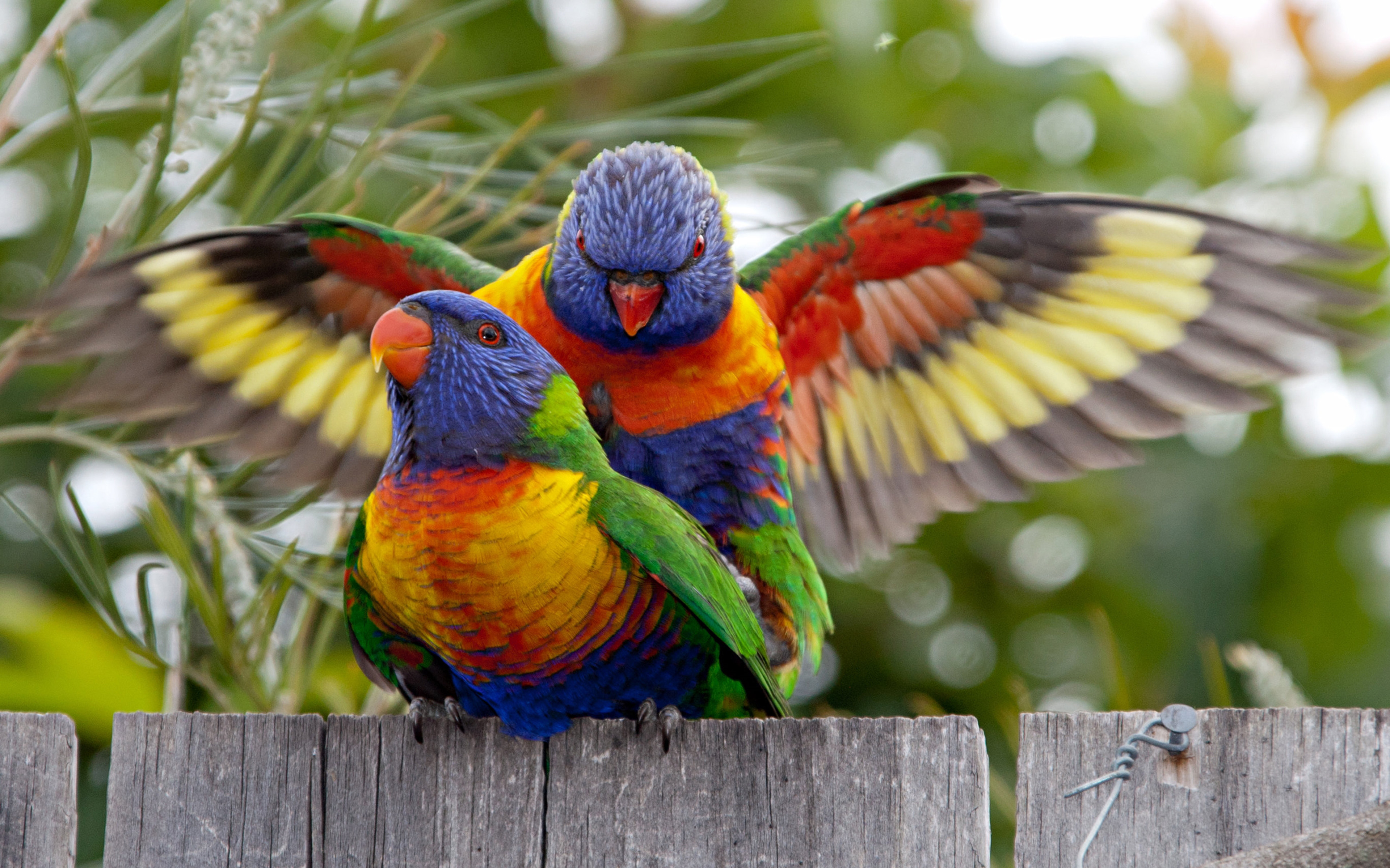 Rainbow Lorikeet Wallpaper 16 X 2400