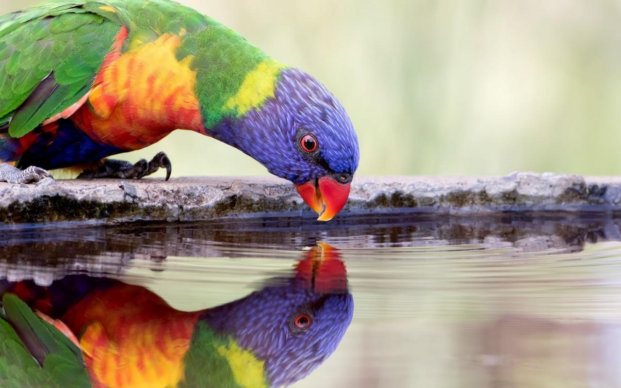 Download 1280x800 Rainbow Lorikeet Parrot, Water, Reflection, Birds