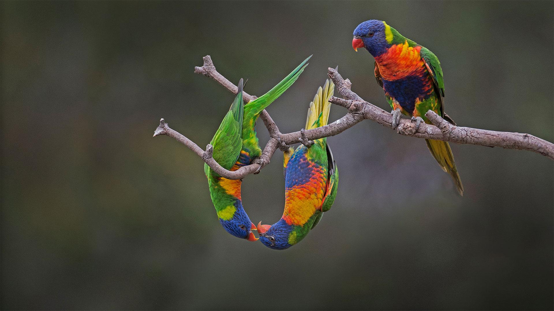 Rainbow Lorikeets