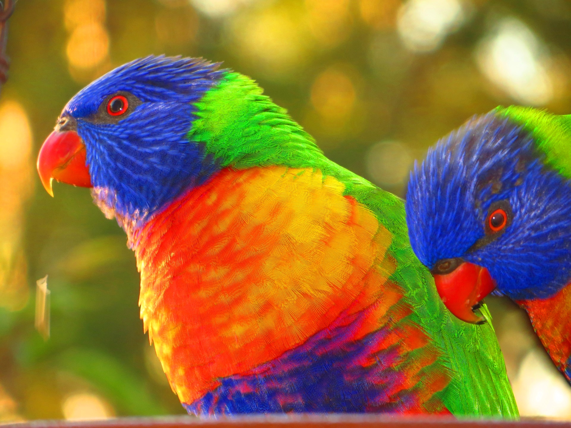 Rainbow Lorikeet Wallpaper 19 X 1440