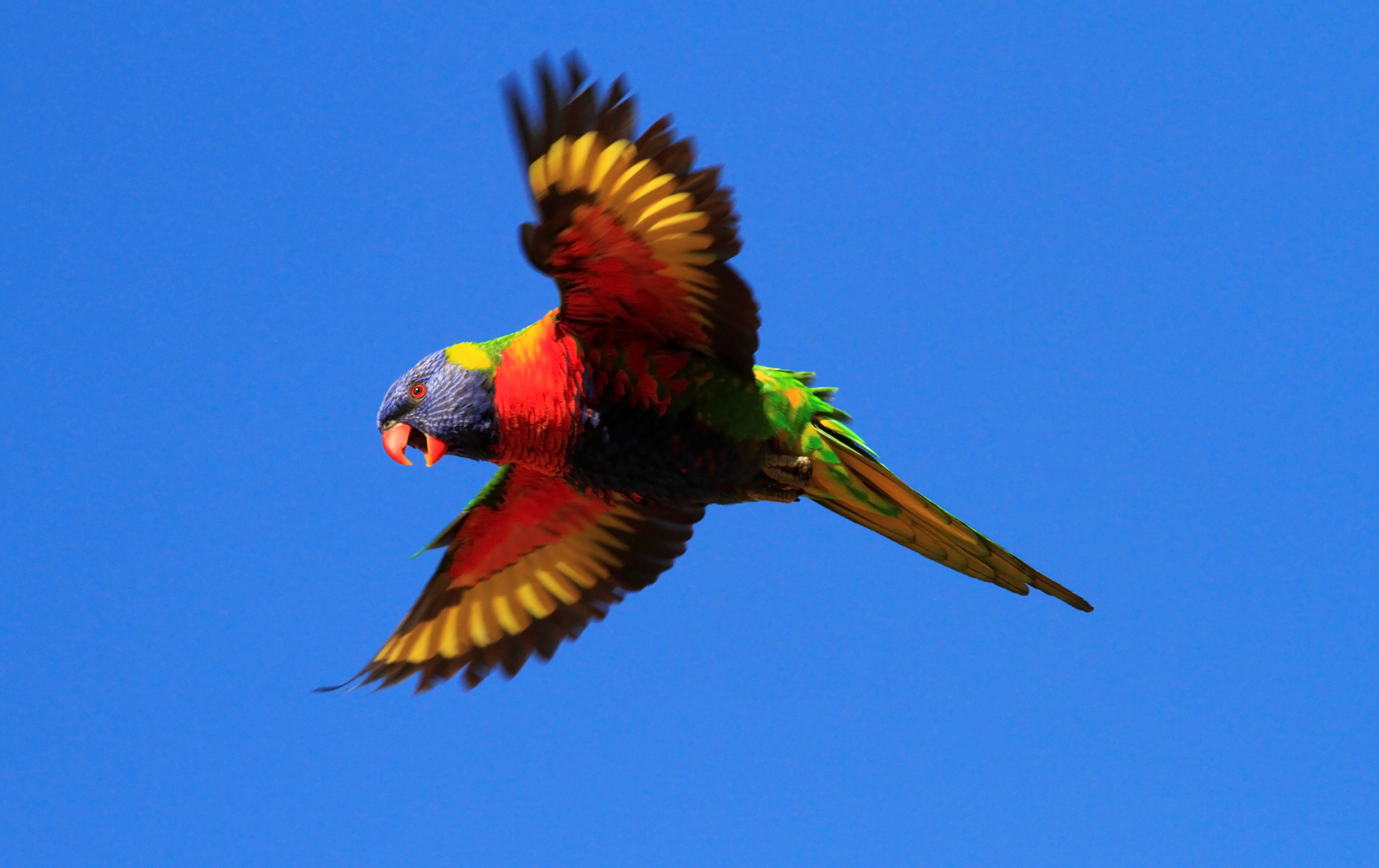 rainbow lorikeet 4k ultra HD wallpaper High quality walls