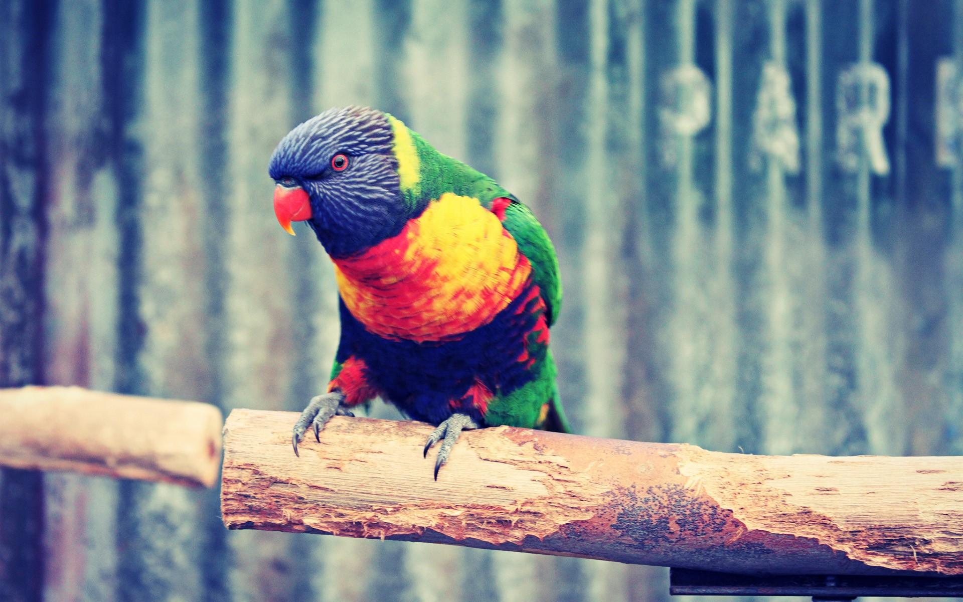 Rainbow Lorikeet Wallpaper 20 X 1200