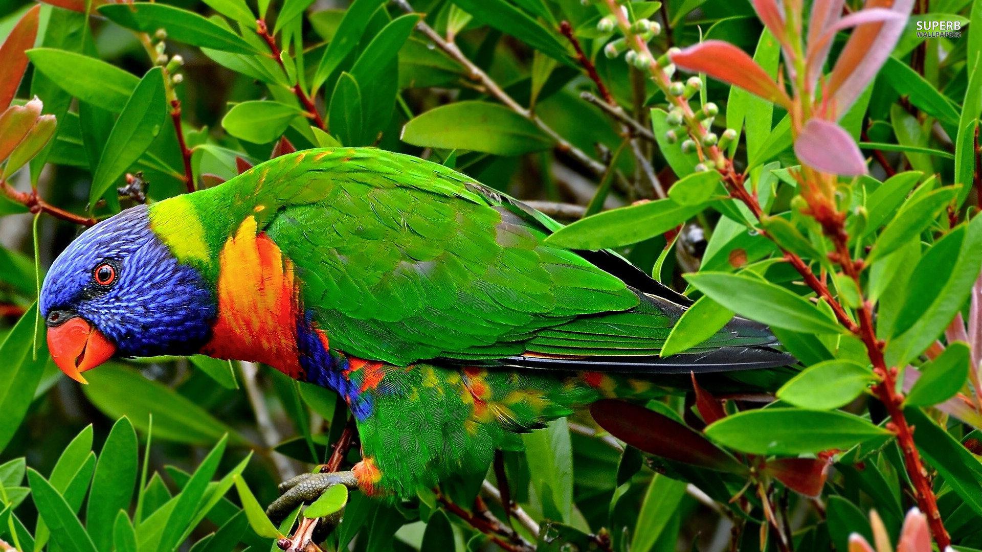 Rainbow Lorikeet wallpaper 1920x1080 Full HD (1080p) desktop