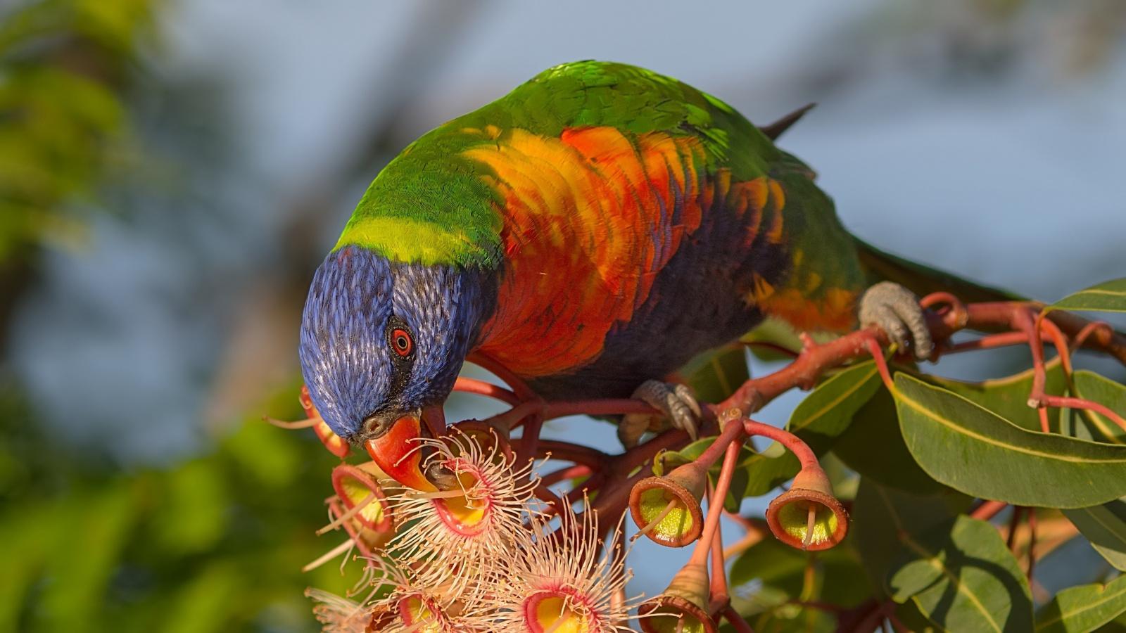 Download 1600x900 Wallpaper Colorful, Bird, Rainbow Lorikeet, Eating