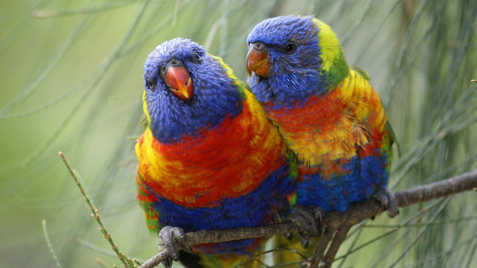 Rainbow Lorikeet Wallpapers - Wallpaper Cave