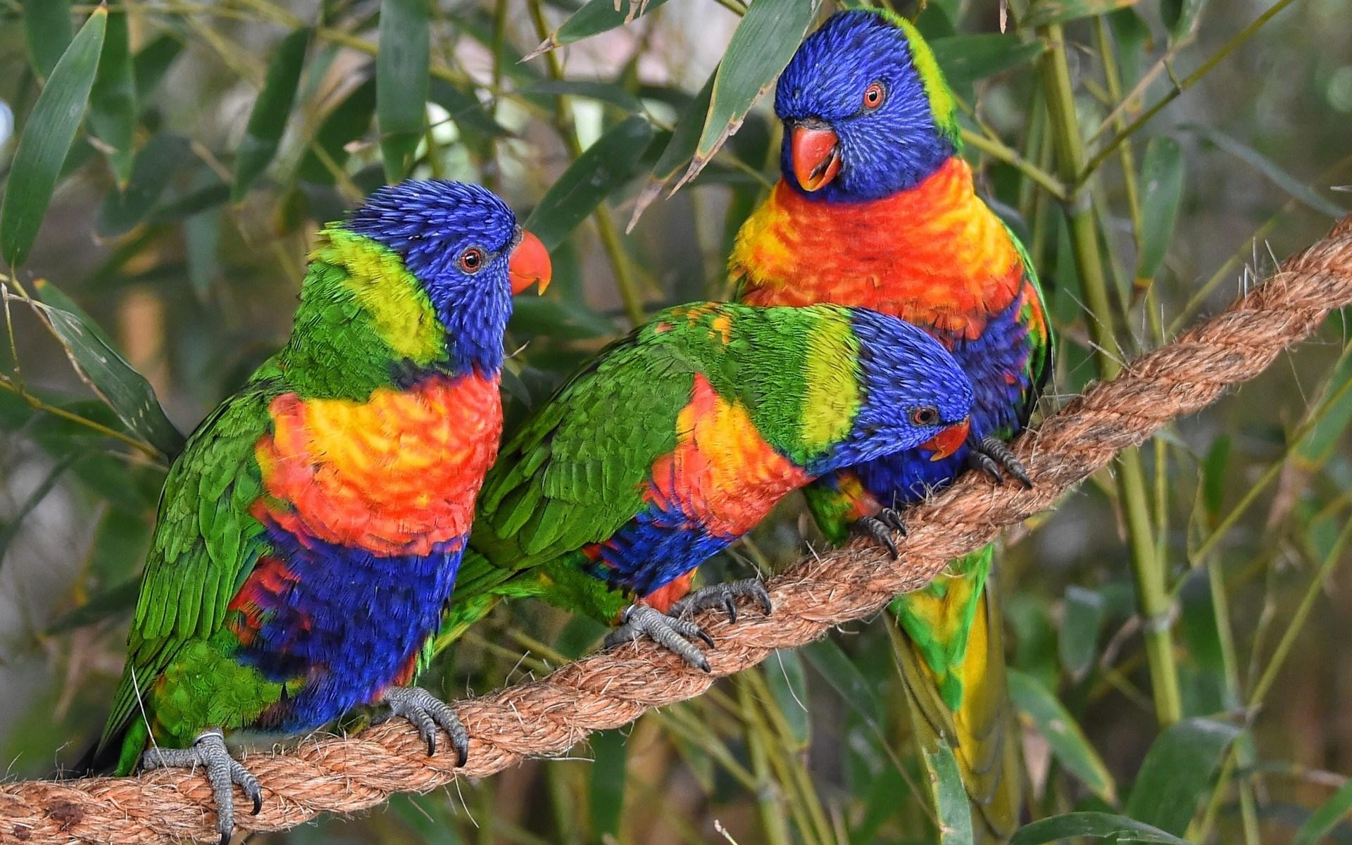 Rainbow Lorikeet Wallpapers - Wallpaper Cave