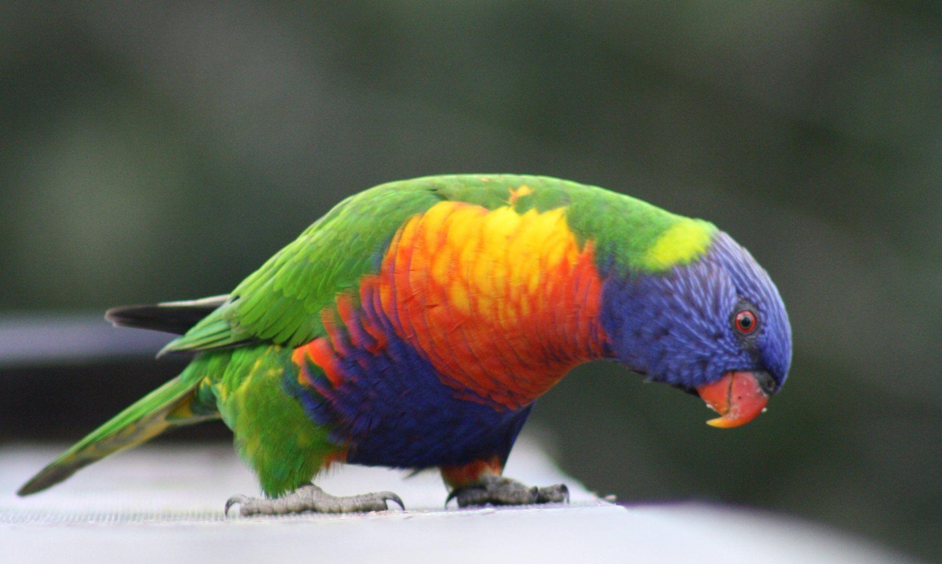 Wallpaper Blink Lorikeet Wallpaper HD 2 X 1150