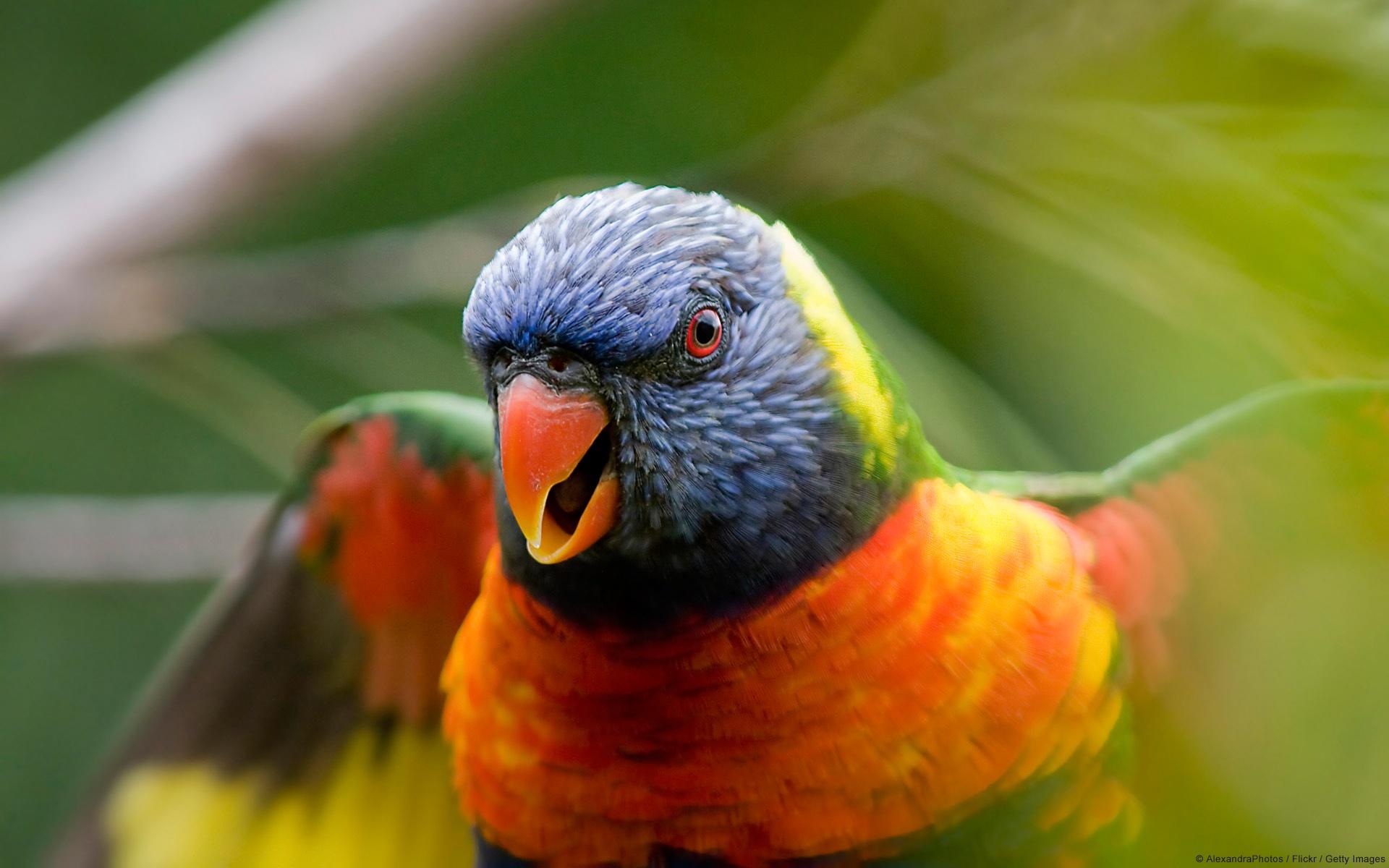 Rainbow Lorikeet Parrot Wallpaper in jpg format for free download