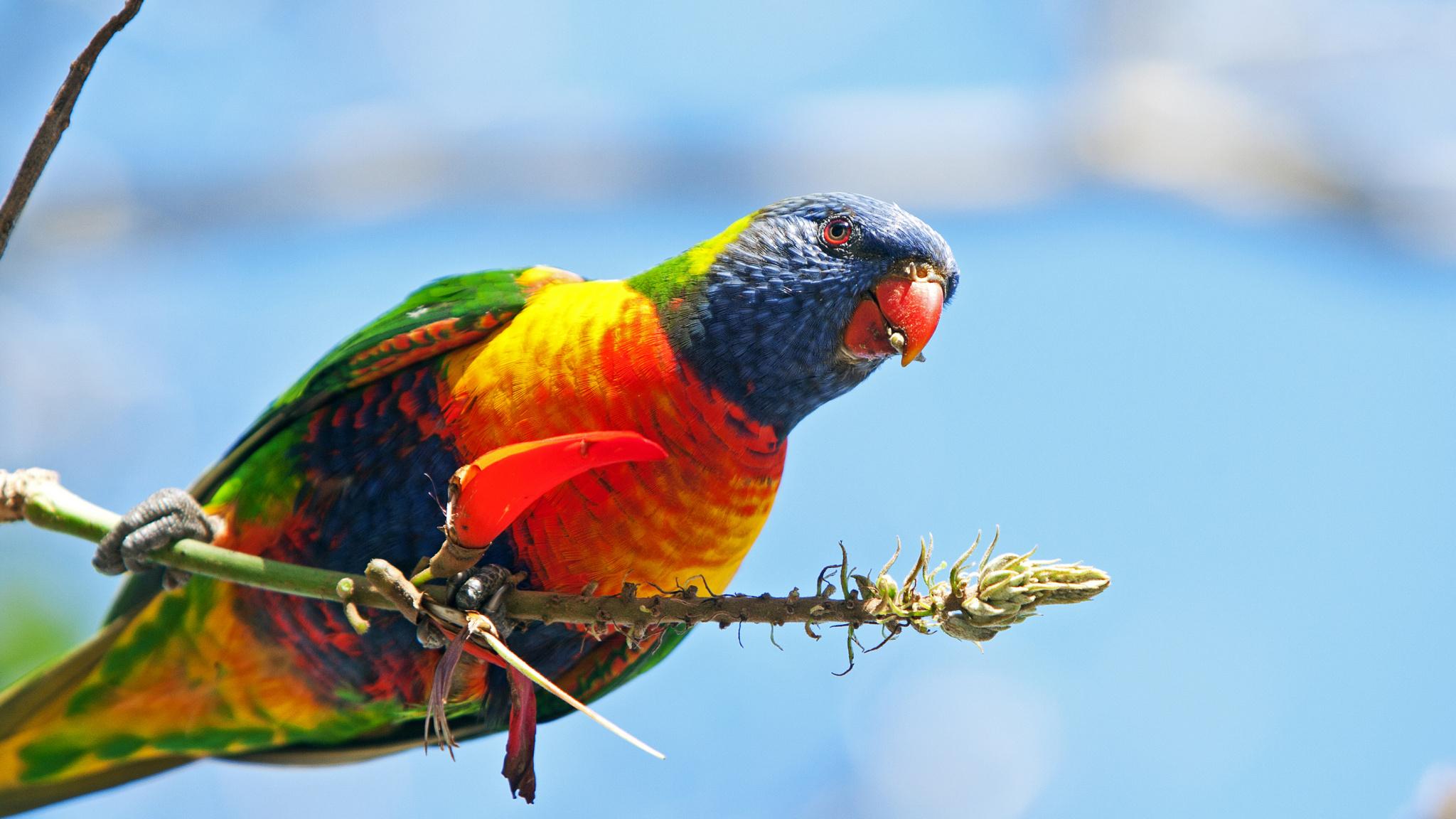 Rainbow Lorikeet, Beak, Common Pet Parakeet, Eclectus Parrot, Macaw