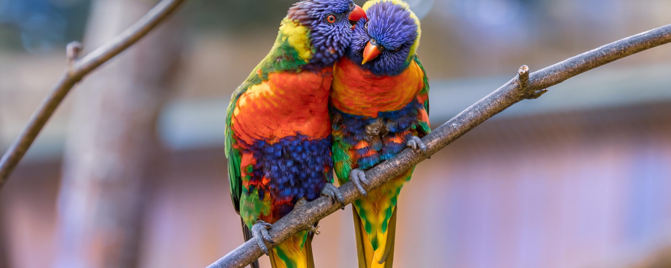 Download wallpaper 2560x1024 rainbow lorikeet, parrots, birds