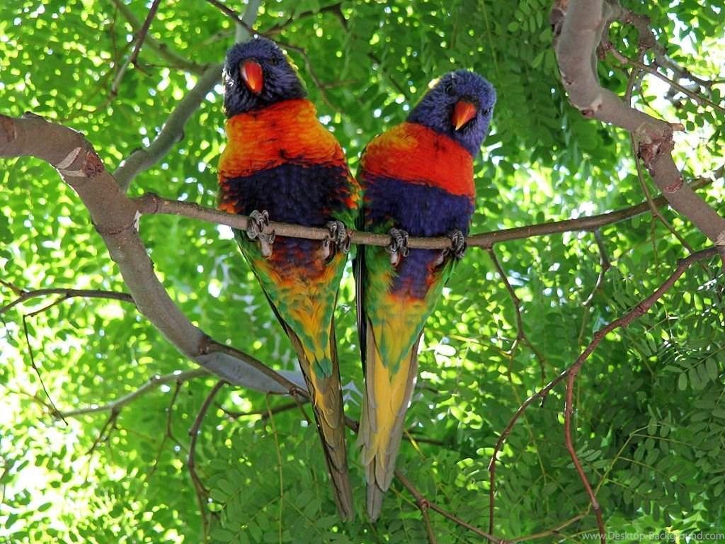 Rainbow lorikeet bird HD wallpaper free Desktop Background
