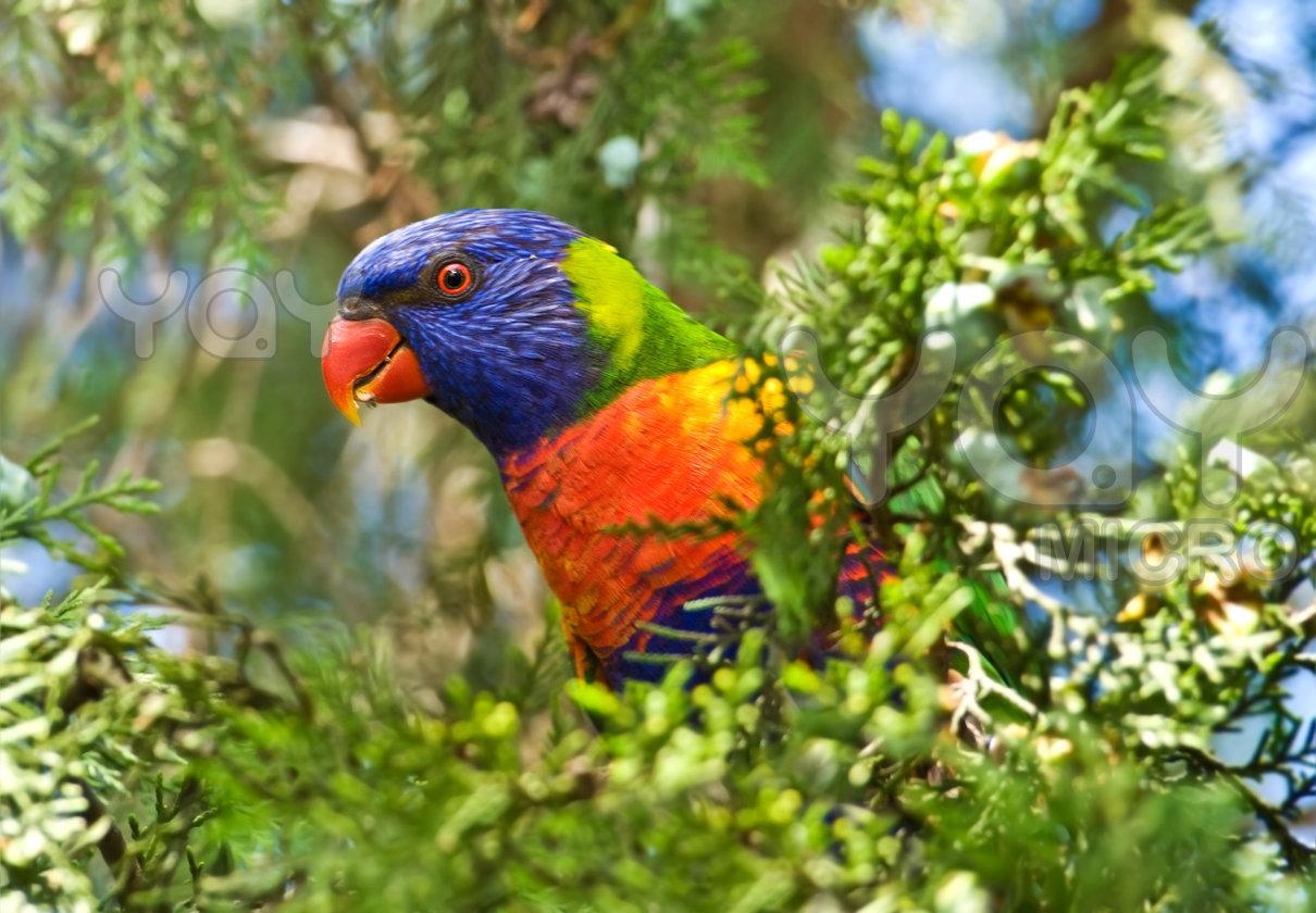 Rainbow Lorikeet Parrot New Wallpaper HD 2012
