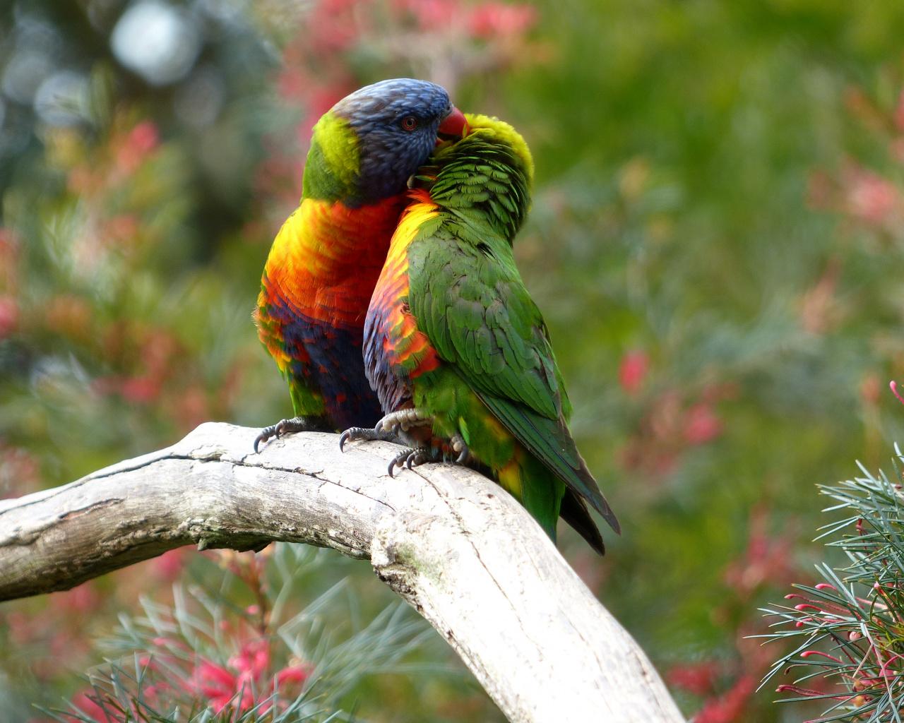 Download 1280x1024 Wallpaper Rainbow Lorikeet Birds, Couple