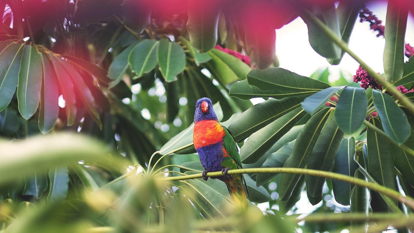 Parrot Bird Ruxly Creative Rainbow lorikeet Desktop Wallpaper free