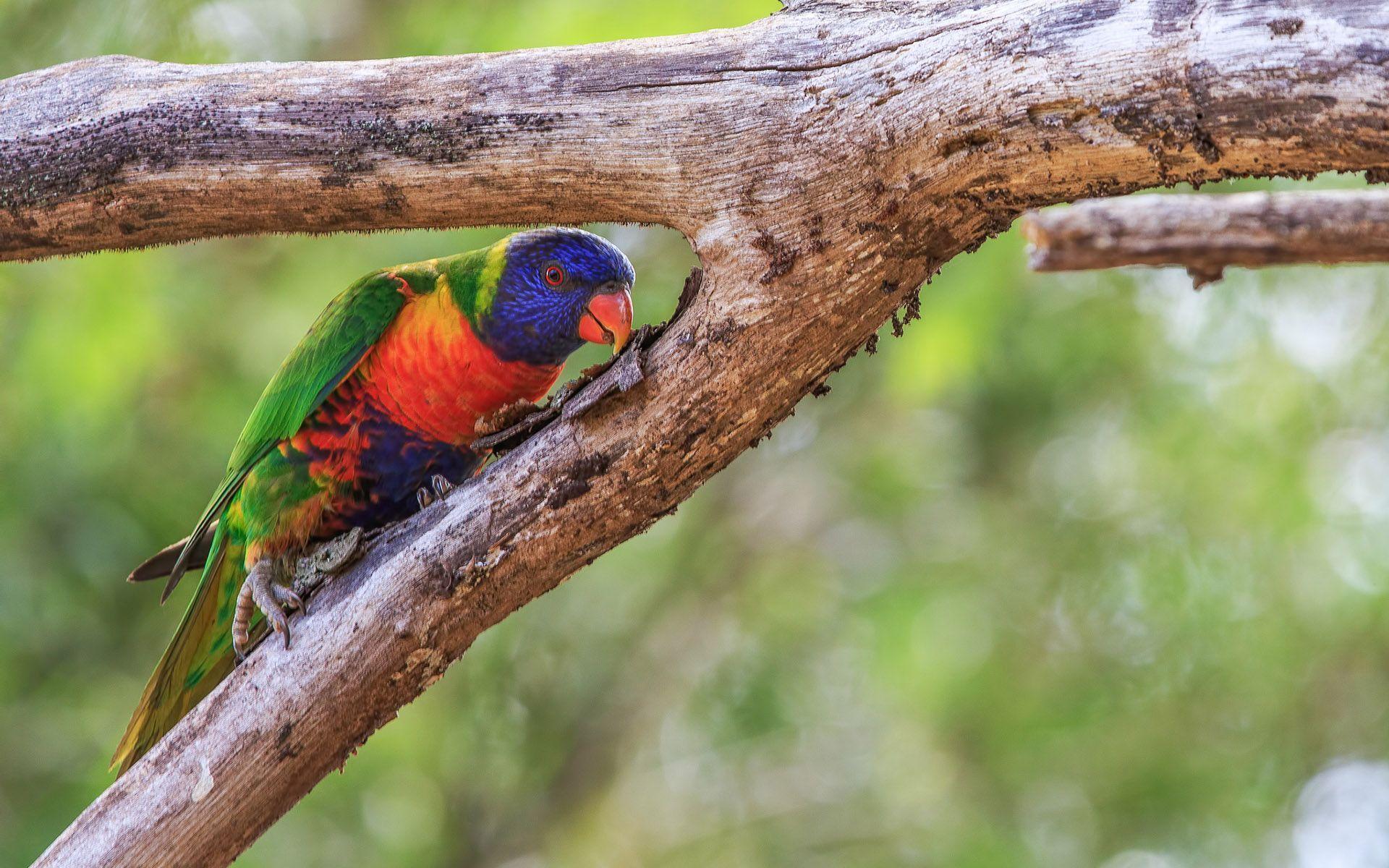 Animals Bird Rainbow lorikeet Lorikeet Parrot Rainbow HD Wallpaper