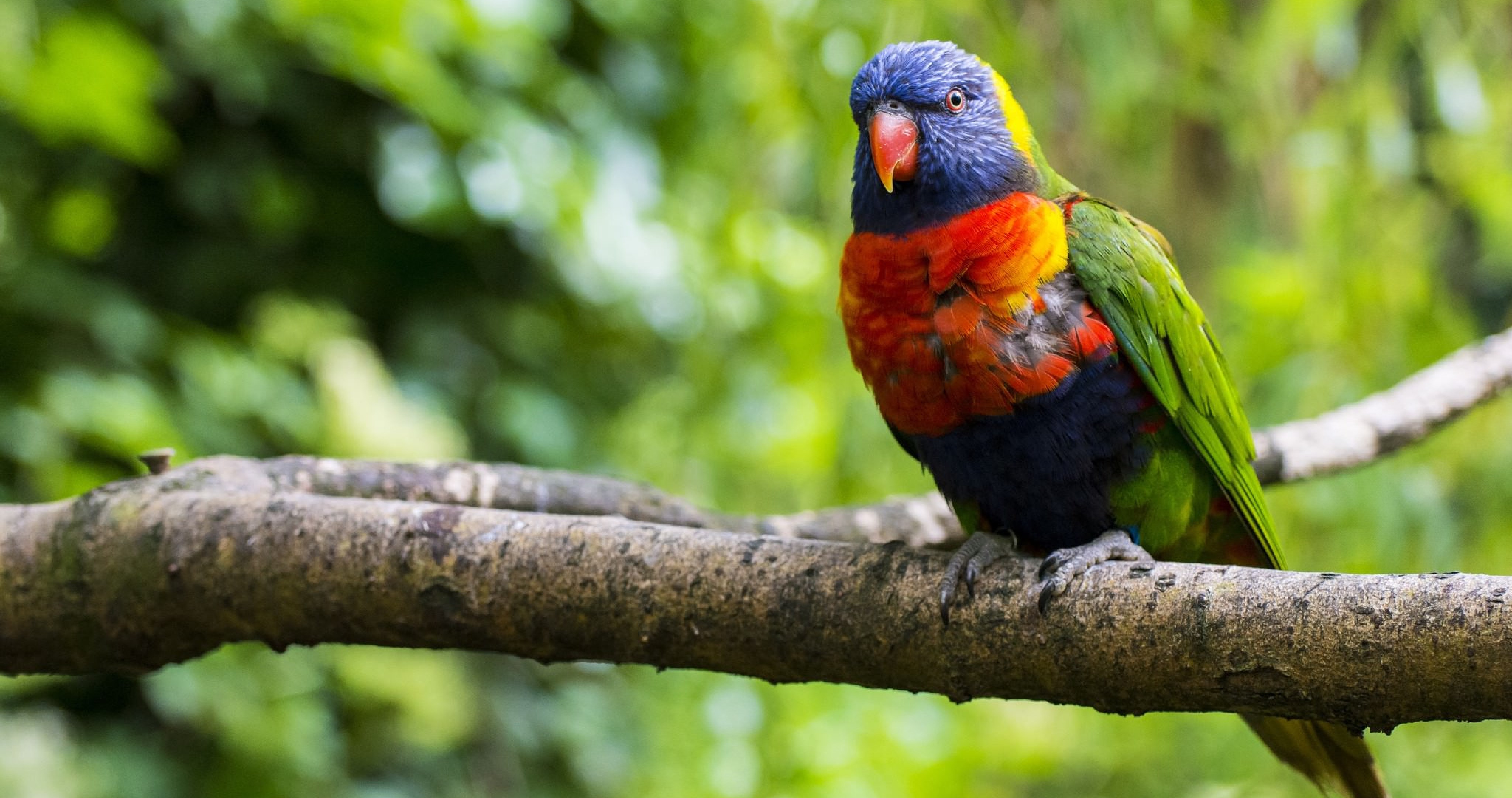 Rainbow Lorikeet Wallpapers - Wallpaper Cave