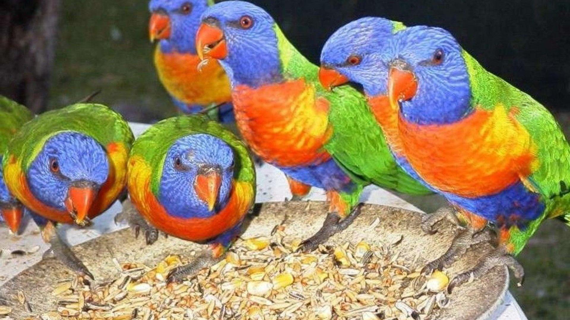 Rainbow Tag wallpaper: Clouds Elephants Rainbow Herd Nature Animals