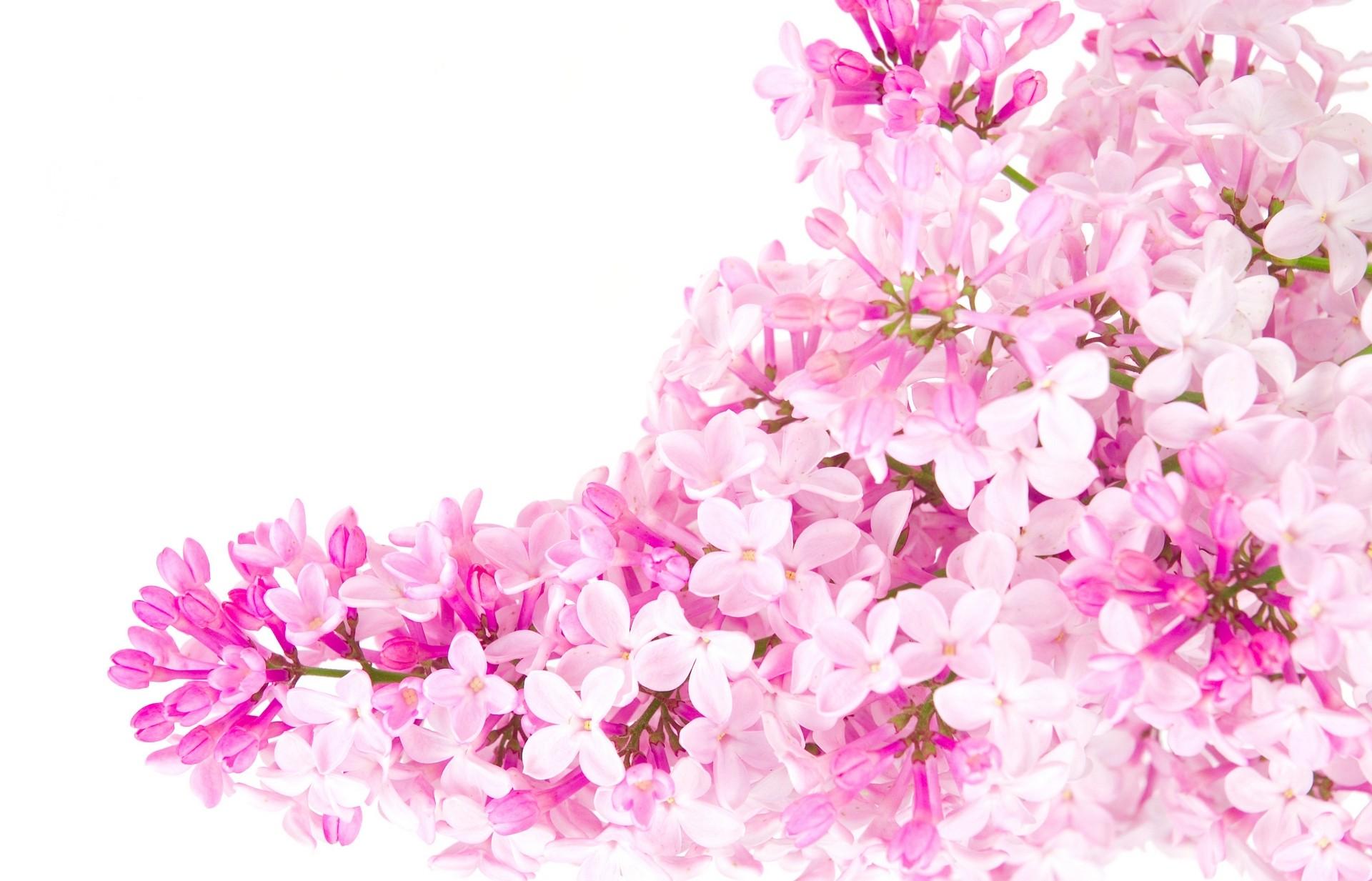 Pink (Color) image Pink flowers HD wallpaper and background photo