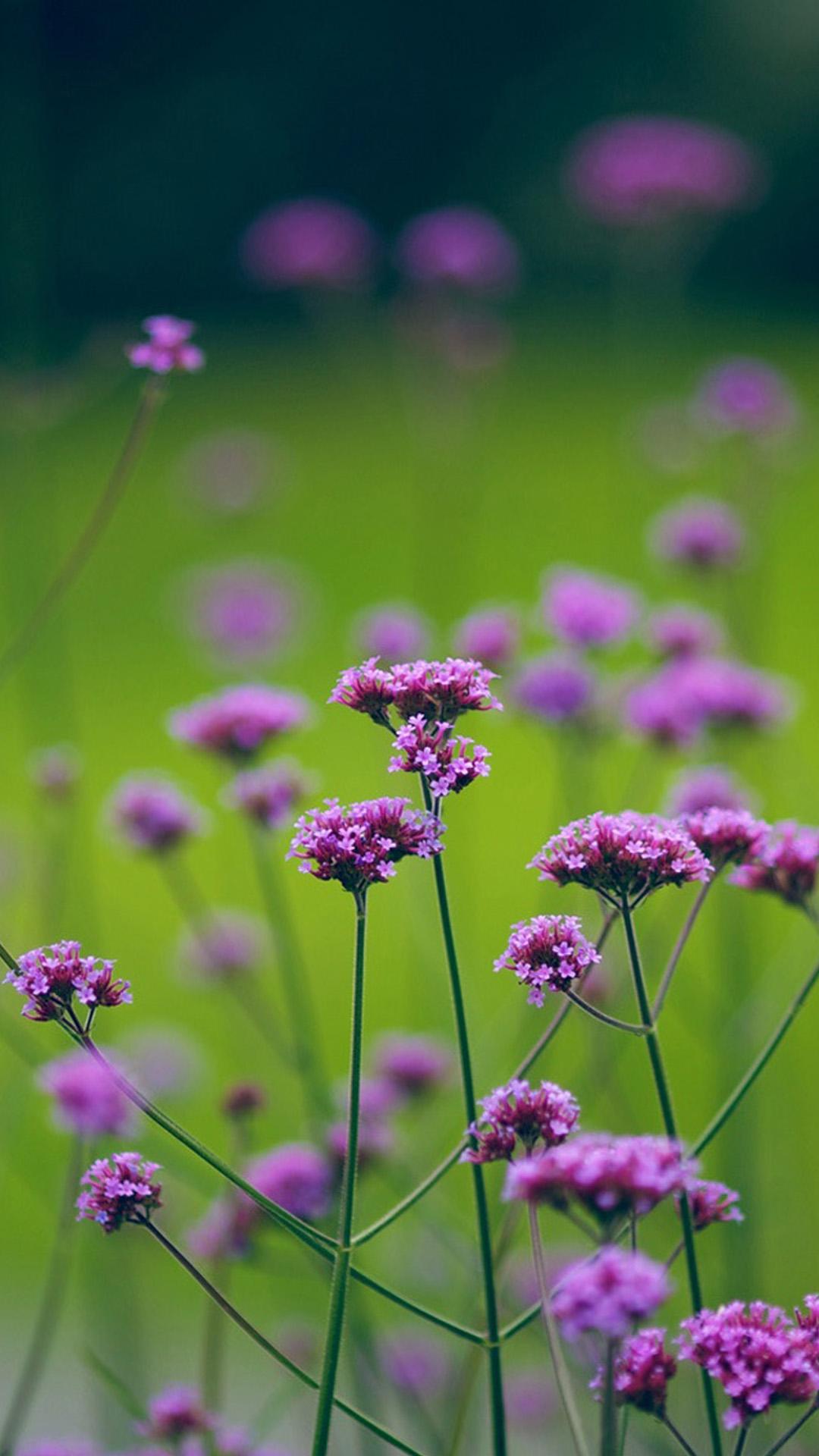 Attractive Purple flowers Galaxy Note 3 Wallpaper