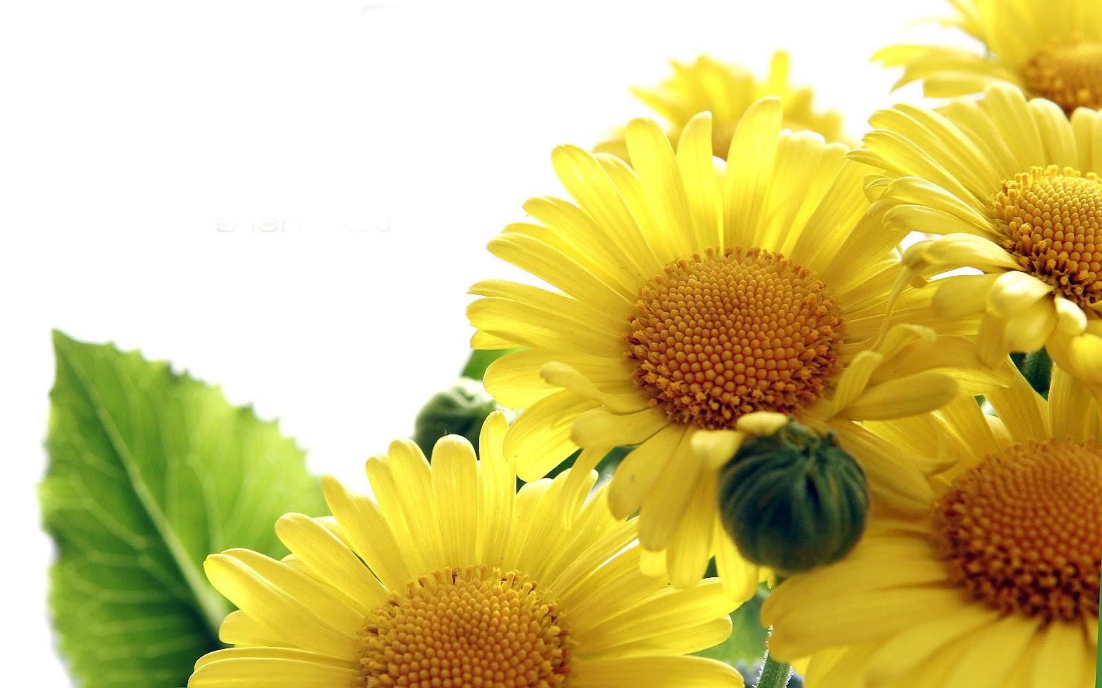 Cute Sunflower Wallpaper Attractive Sunflower Macro Wallpaper High Definition Wallpaper For Facebook Desktop Mobile Free Download Laptop With Quotes