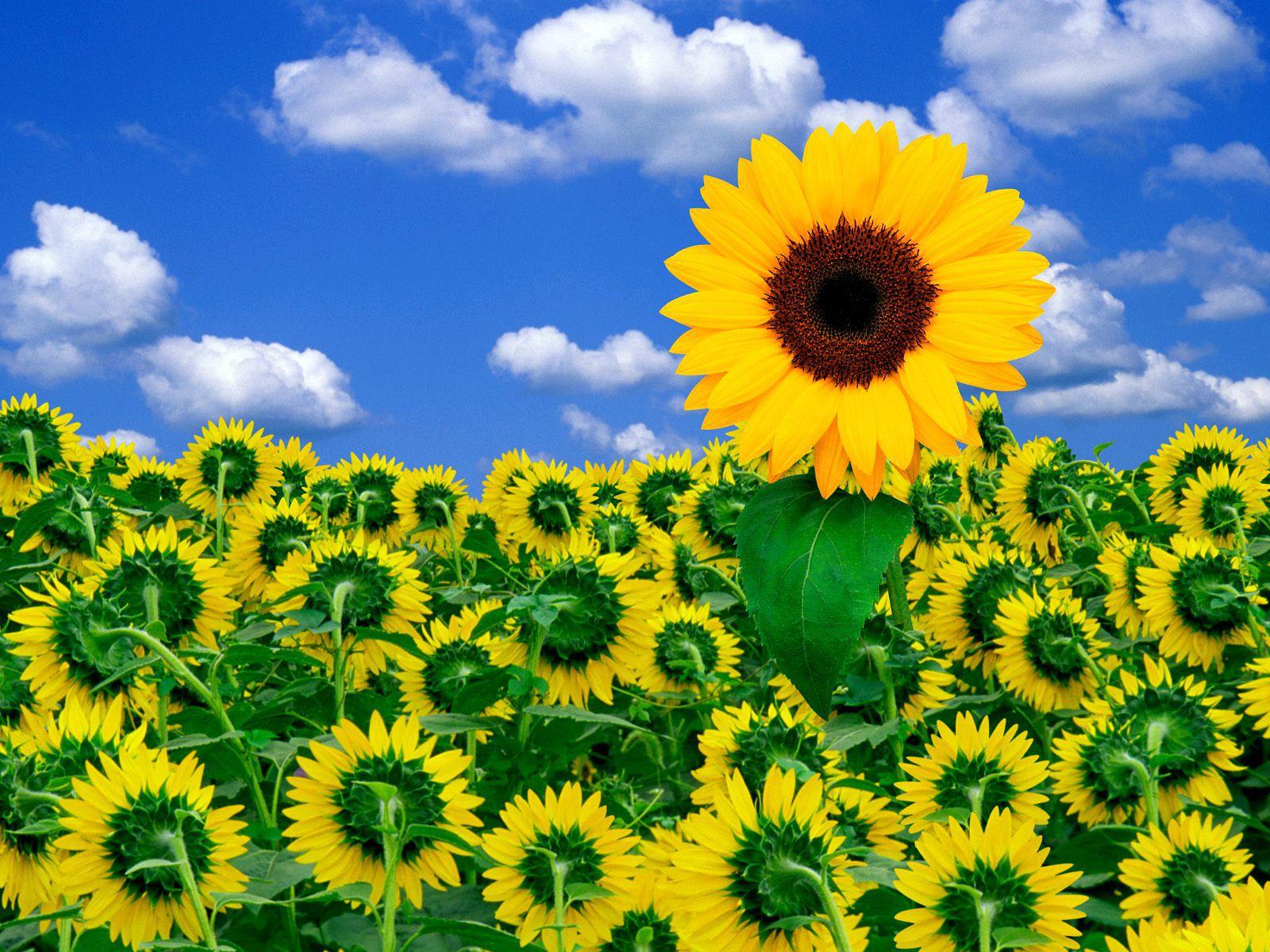 Cool Sunflowers Attractive HD Picture Wallpaper